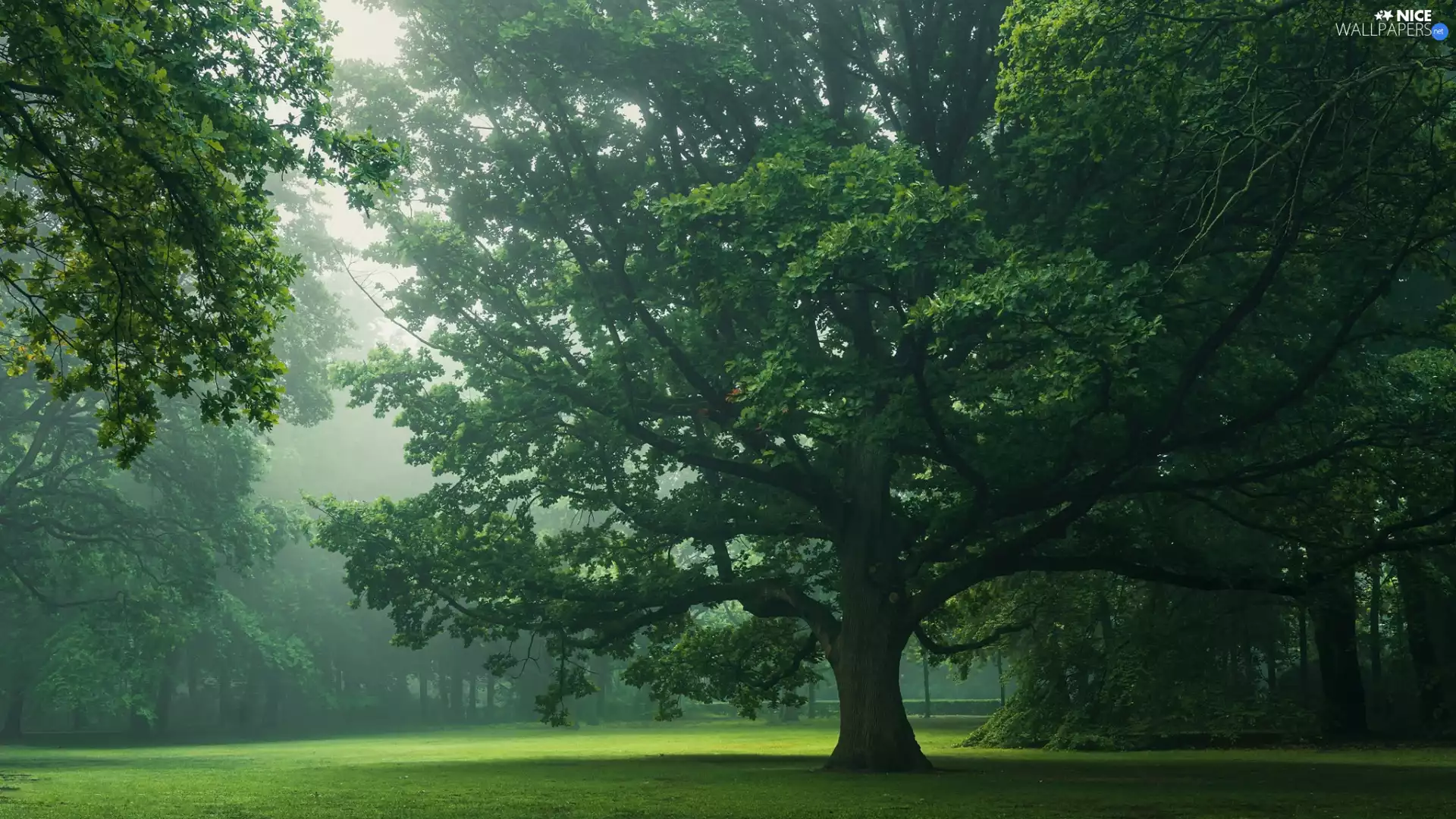 trees, oak, viewes, Fog, trees