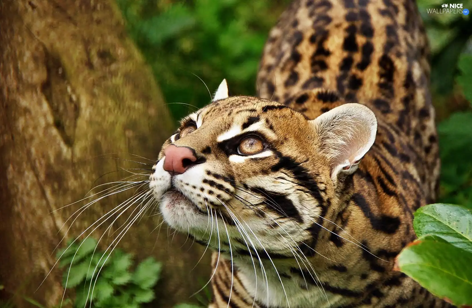 ocelot