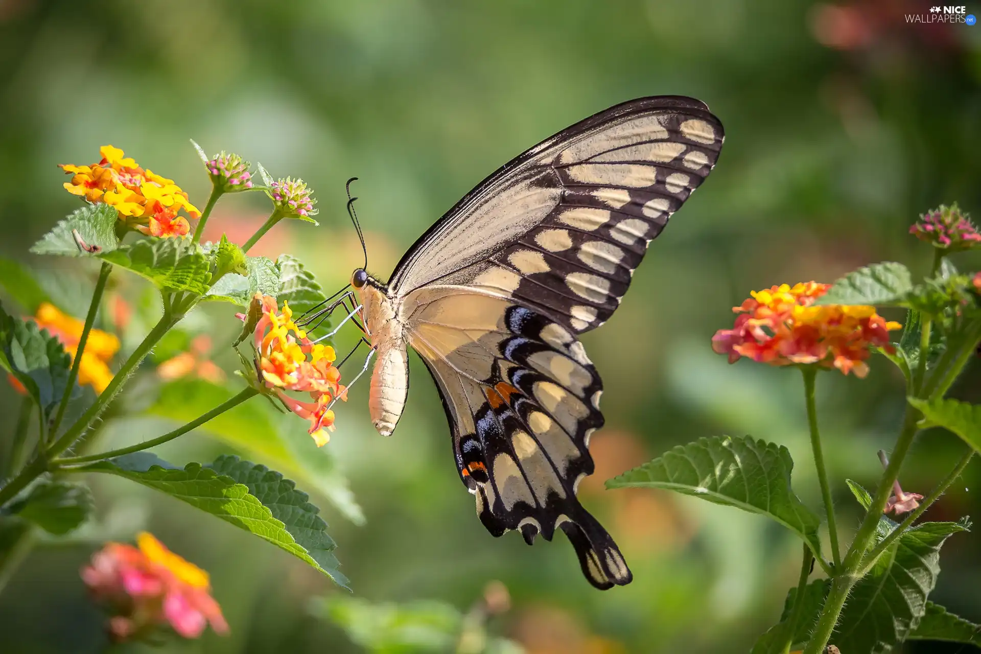 Flowers, butterfly, Oct Queen