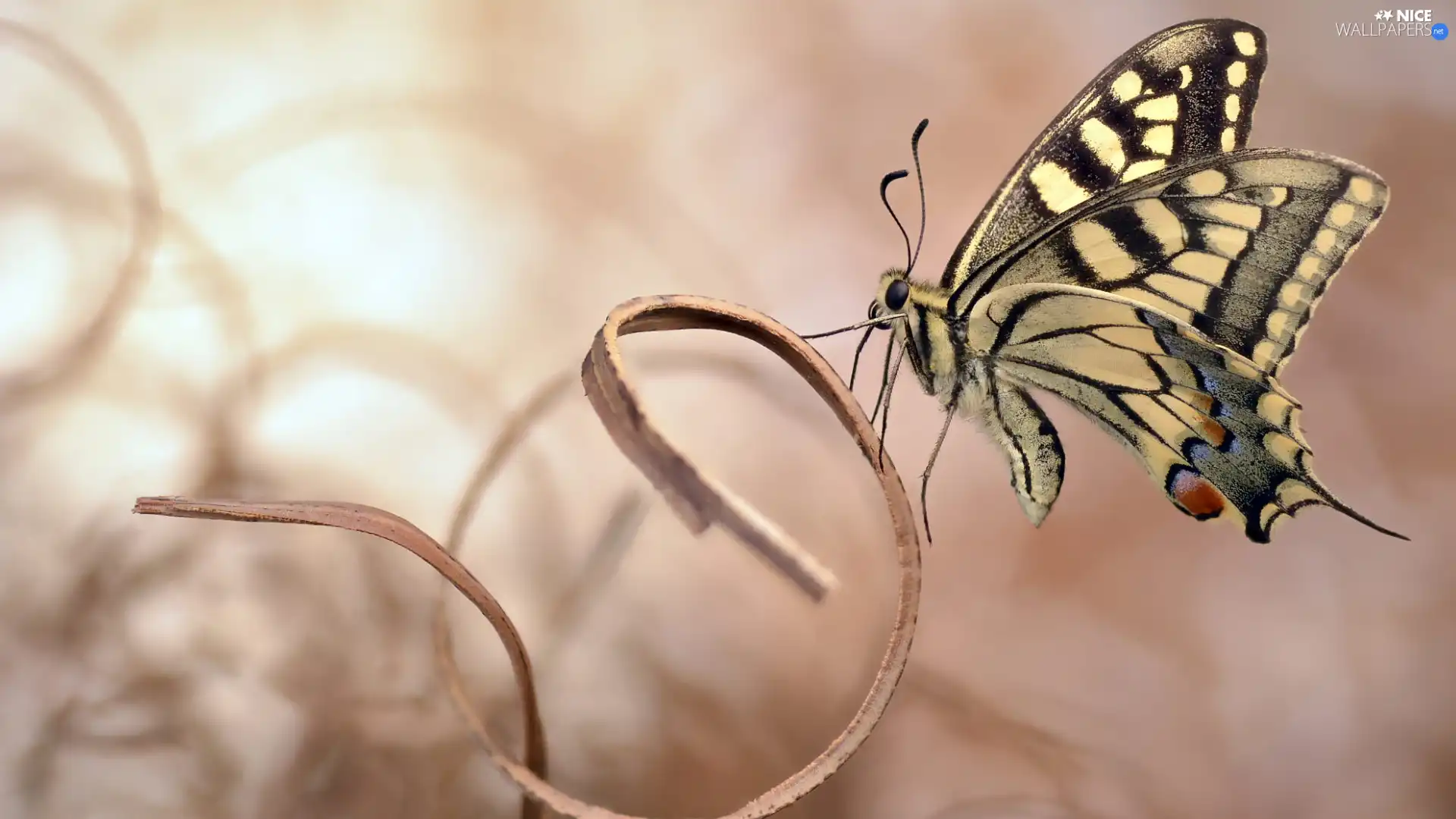 plant, Oct Queen, Close, butterfly