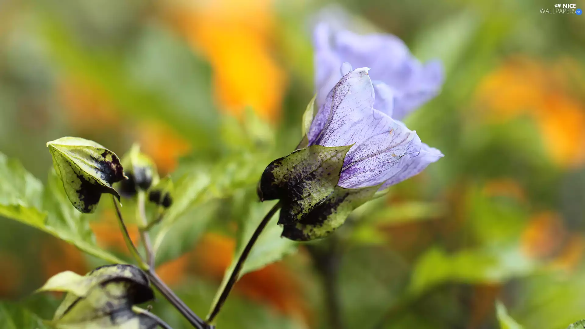 Colourfull Flowers, Apple-of-Peru, blue