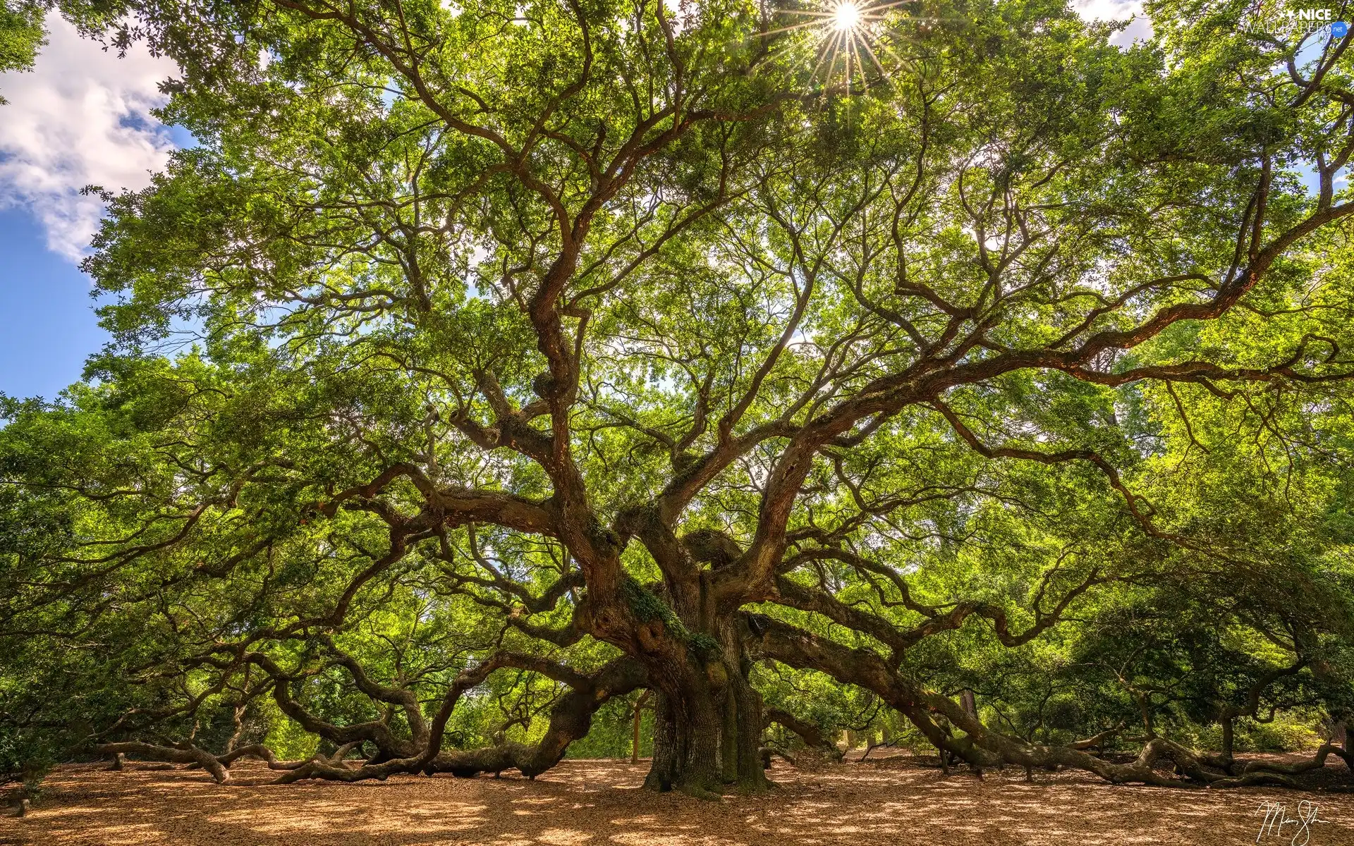 spreading, oak, rays of the Sun, trees