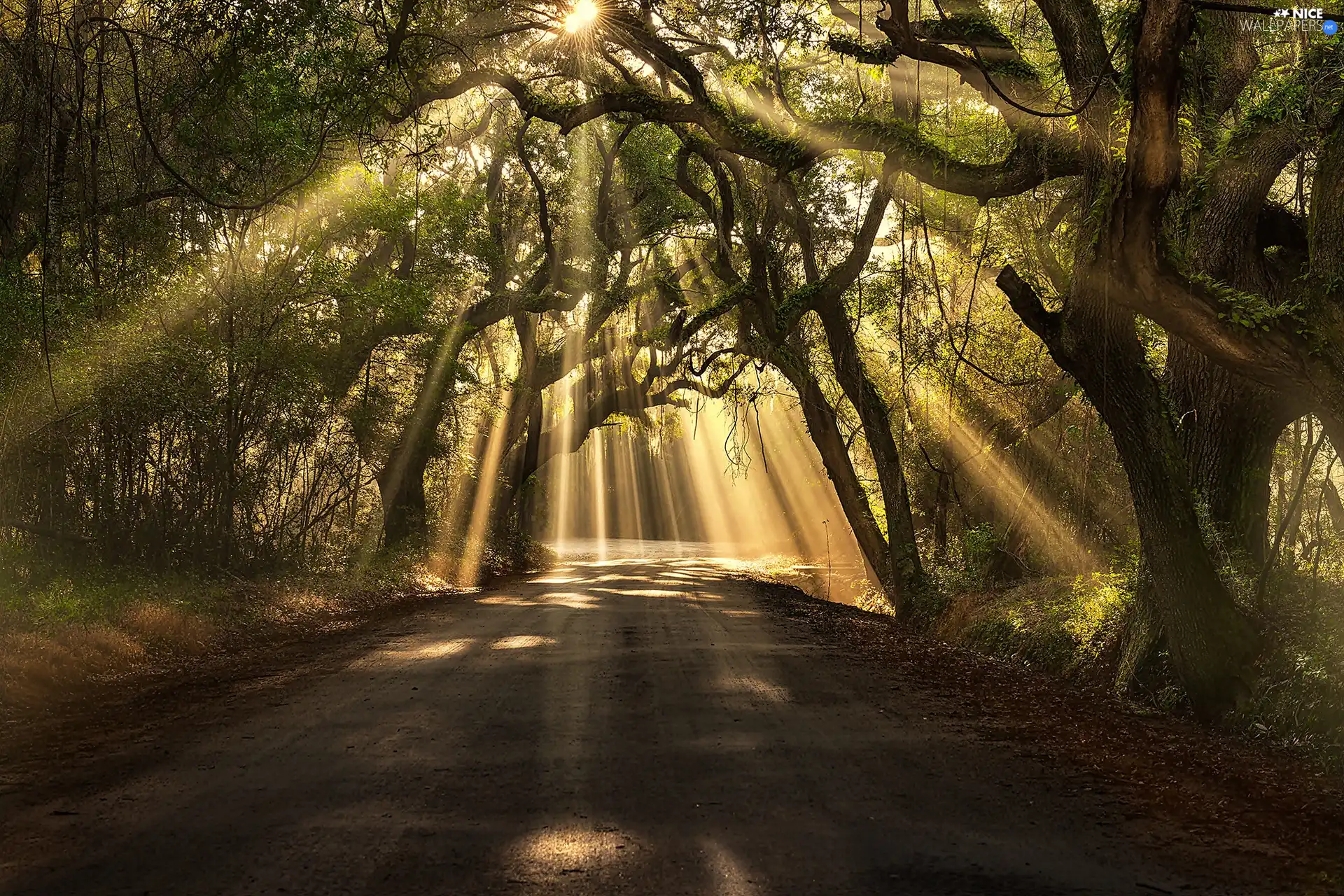 Way, viewes, rays of the Sun, trees