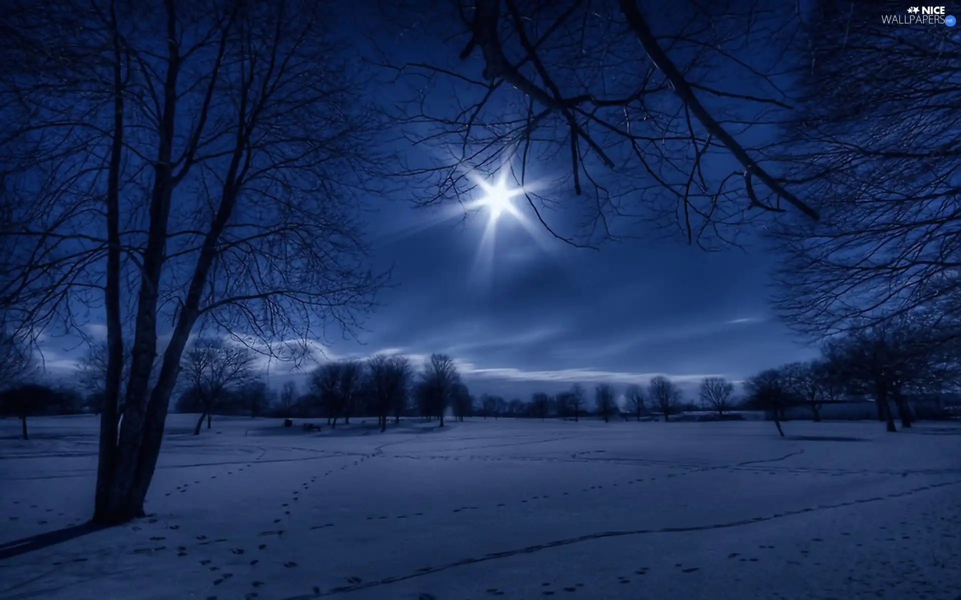 rays of the Sun, winter, trees, viewes, field