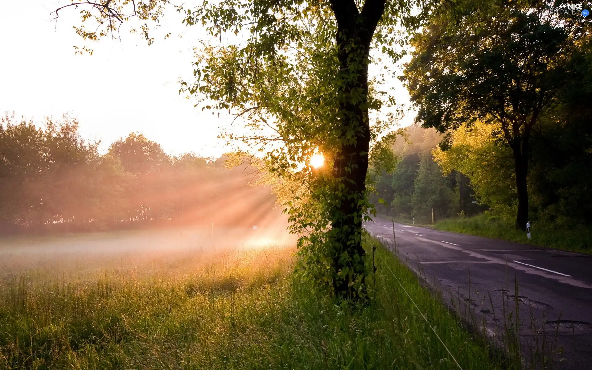 rays of the Sun, Meadow, trees, viewes, Way