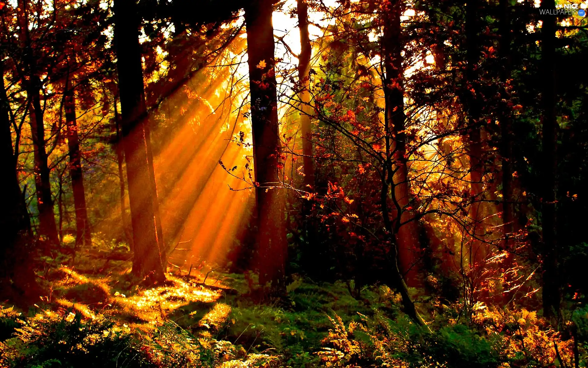 rays of the Sun, autumn, viewes, forest, trees