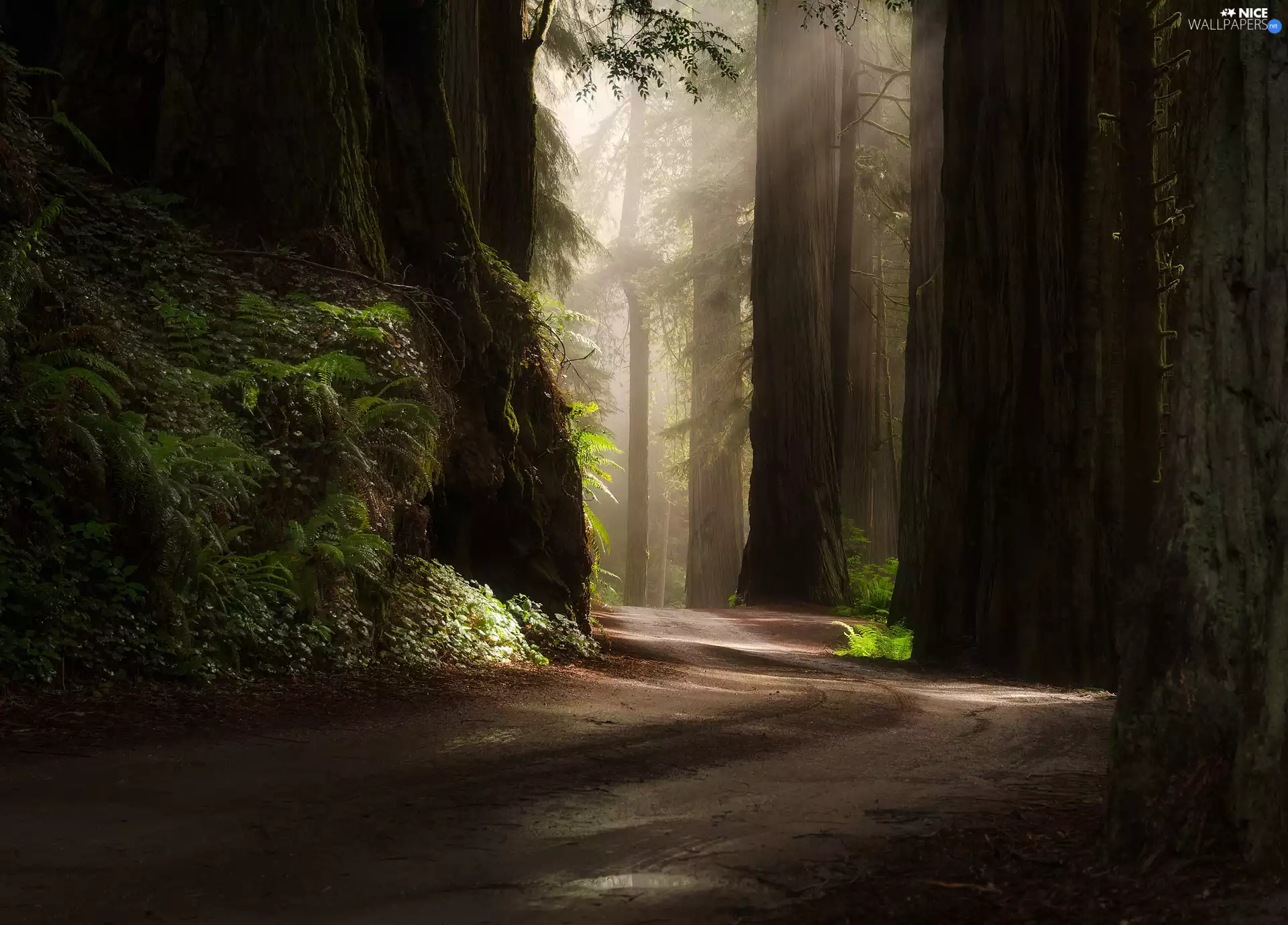Redwood National Park, forest, Way, trees, redwoods, State of California, The United States, viewes