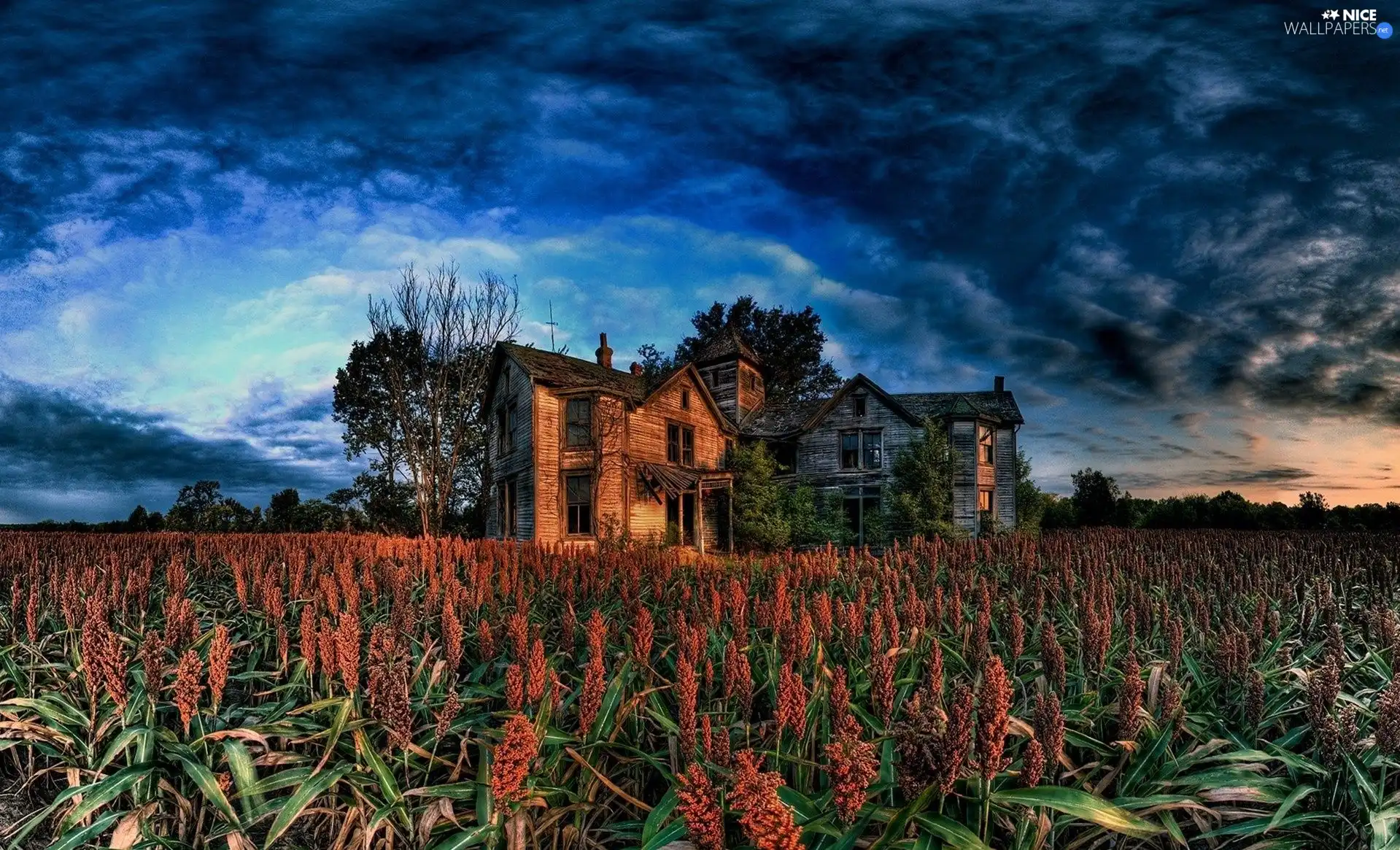 house, Field, Old car