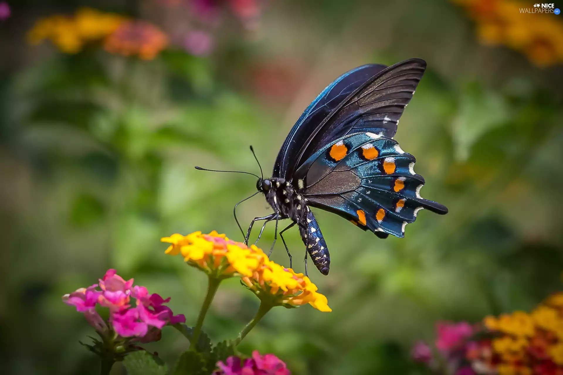butterfly, Flowers, animals, Old World Wwallowtail