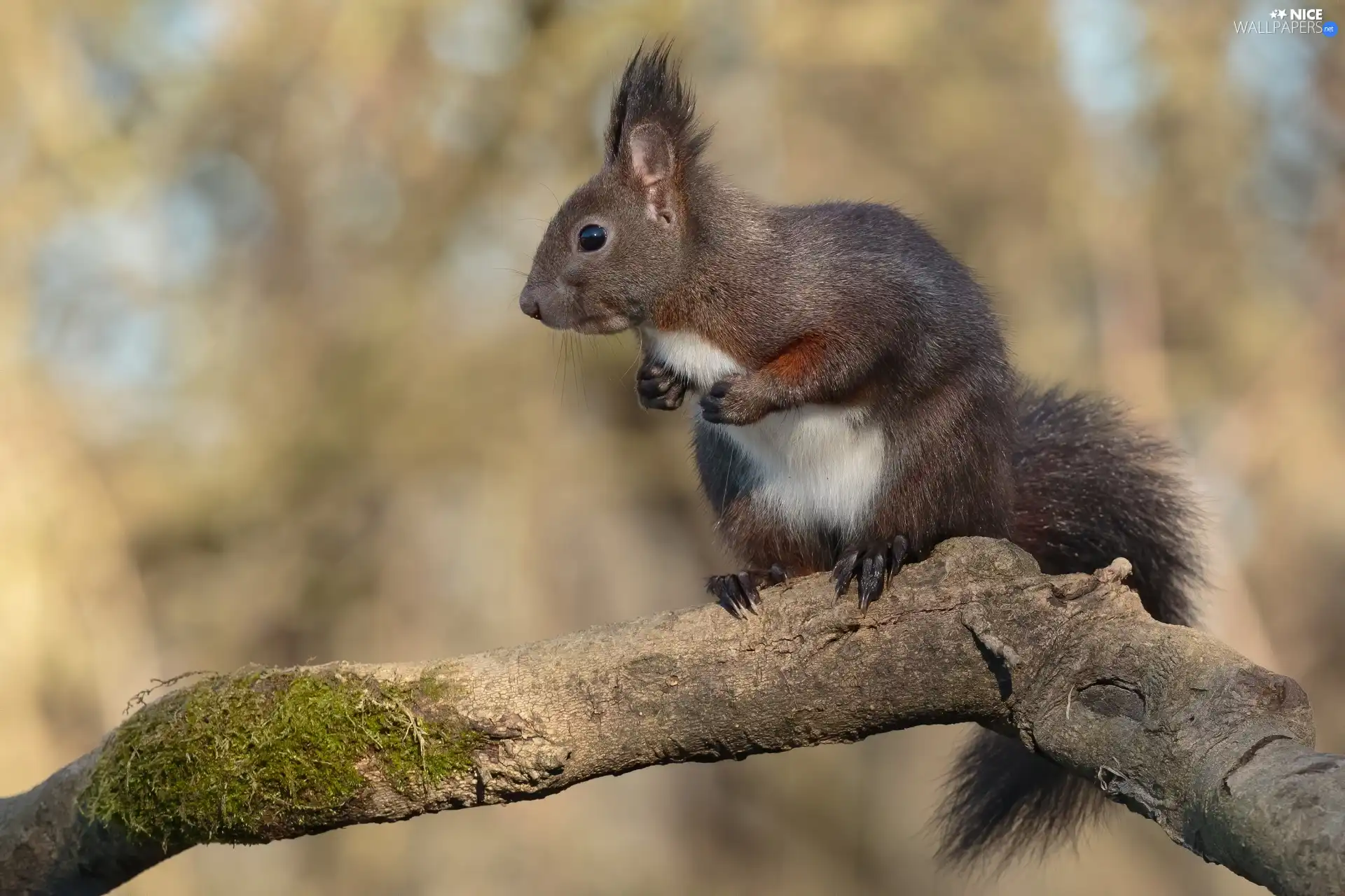 branch, squirrel, Lod on the beach