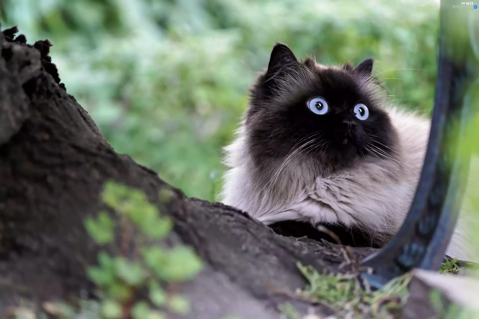 Persian Colorpoint, Lod on the beach