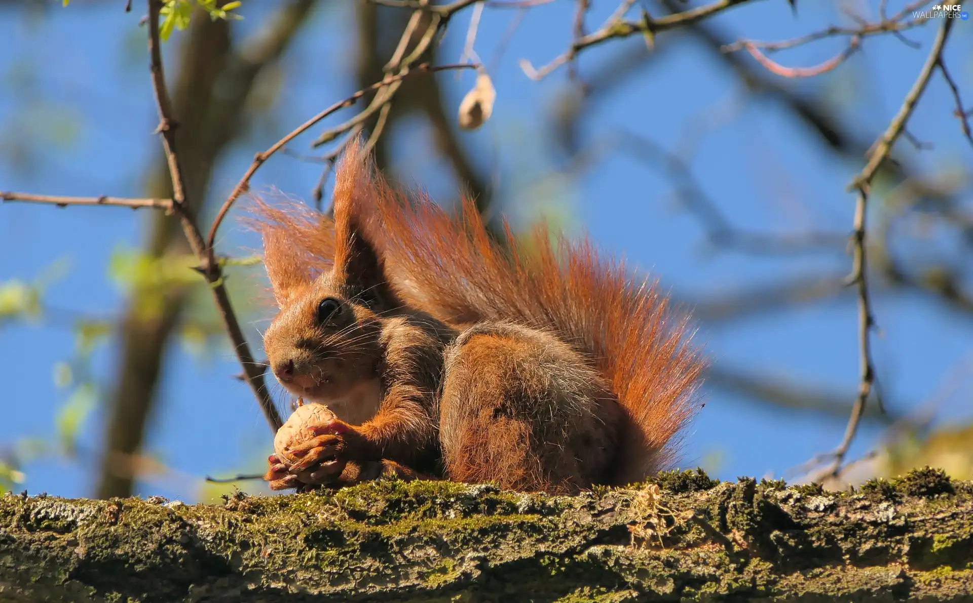 squirrel, trees, Lod on the beach, nut