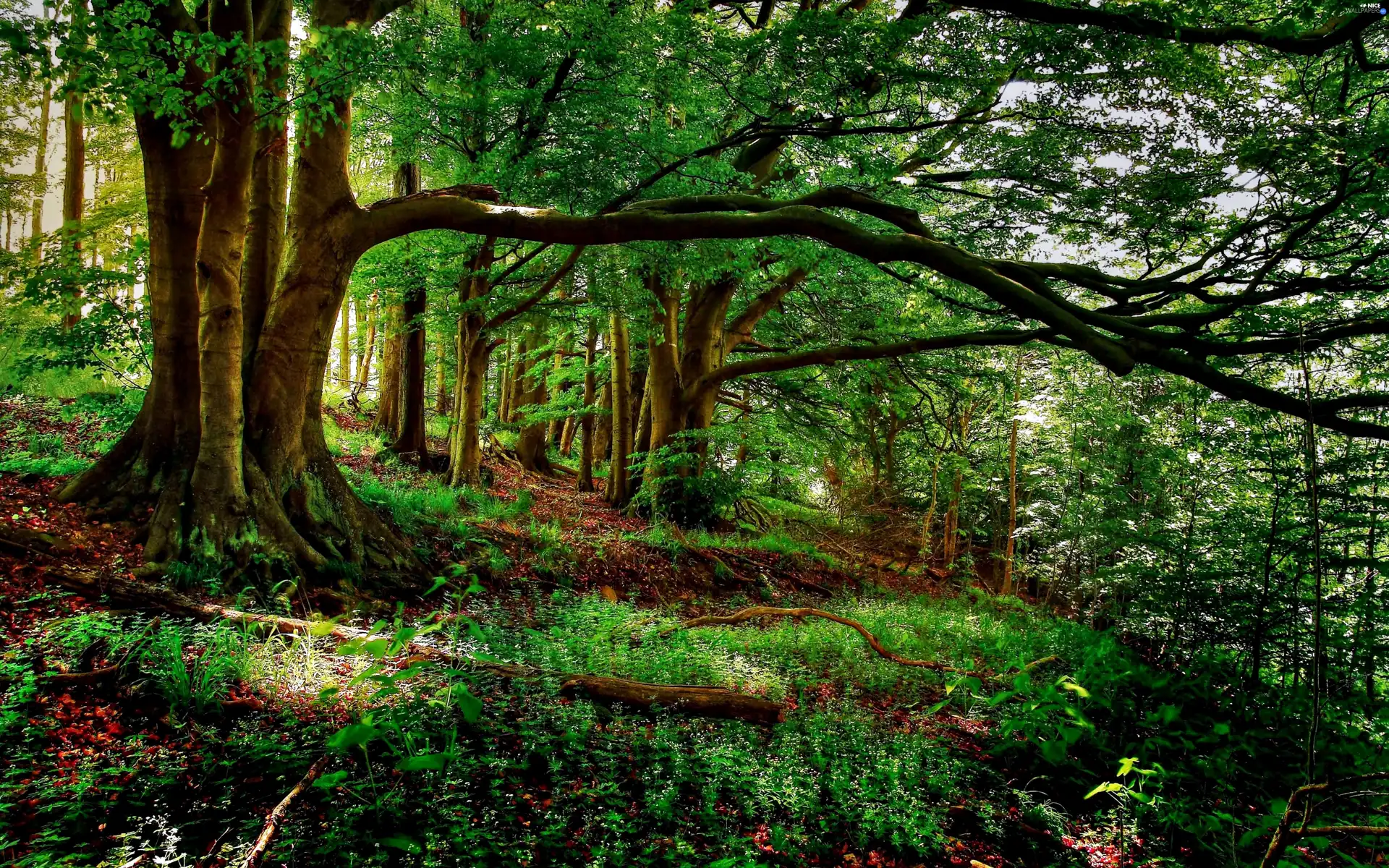 forest, viewes, Lod on the beach, trees