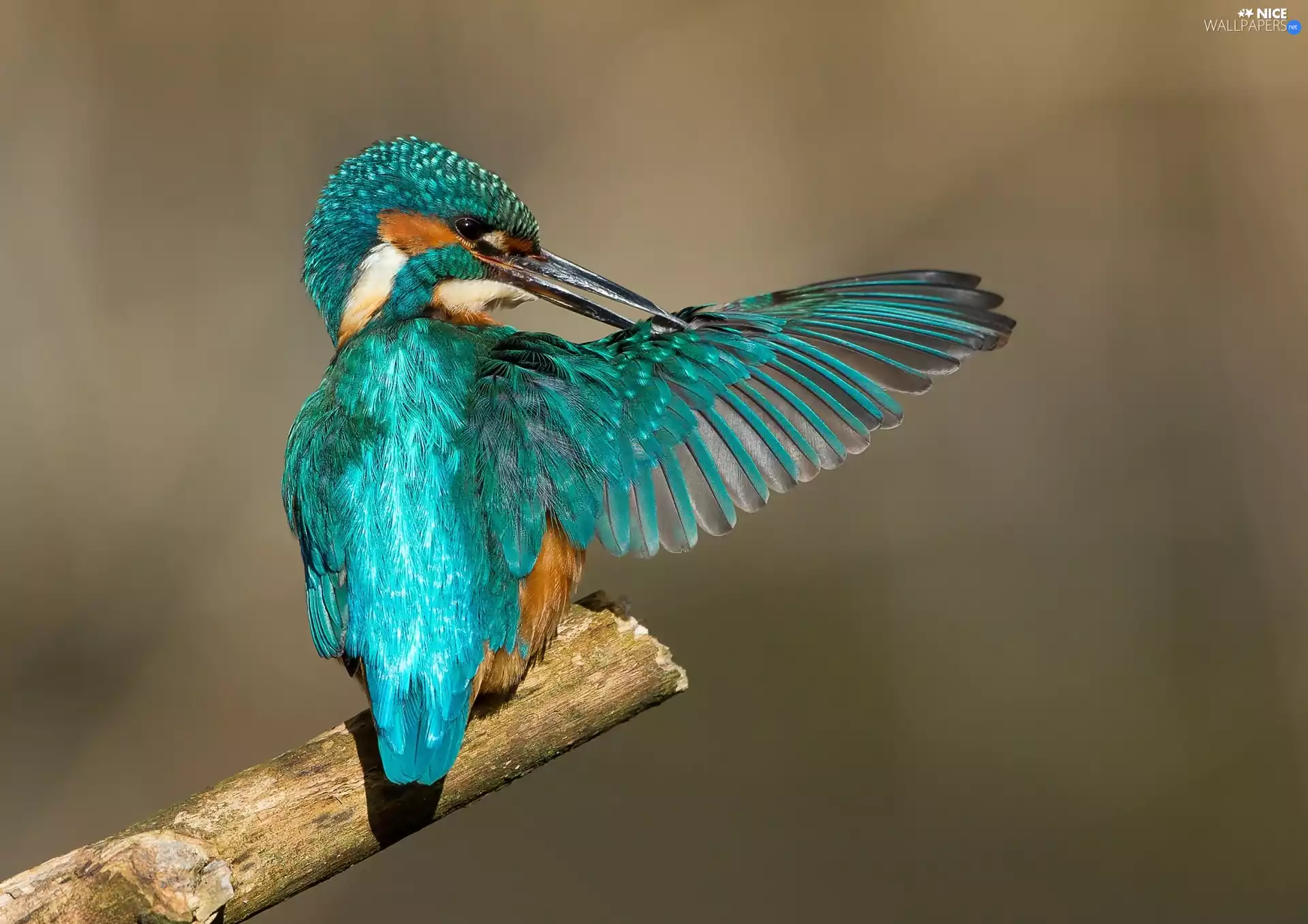 kingfisher, wing, Lod on the beach, spread
