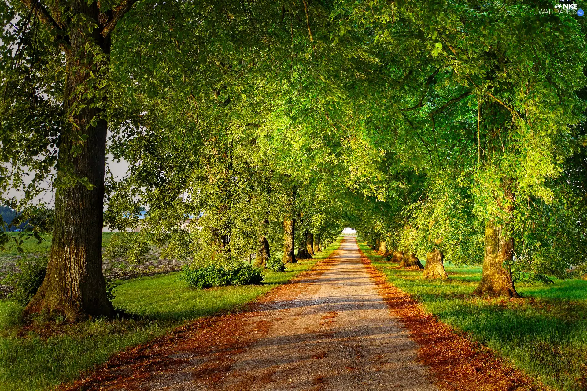 viewes, Way, green ones, trees, alley