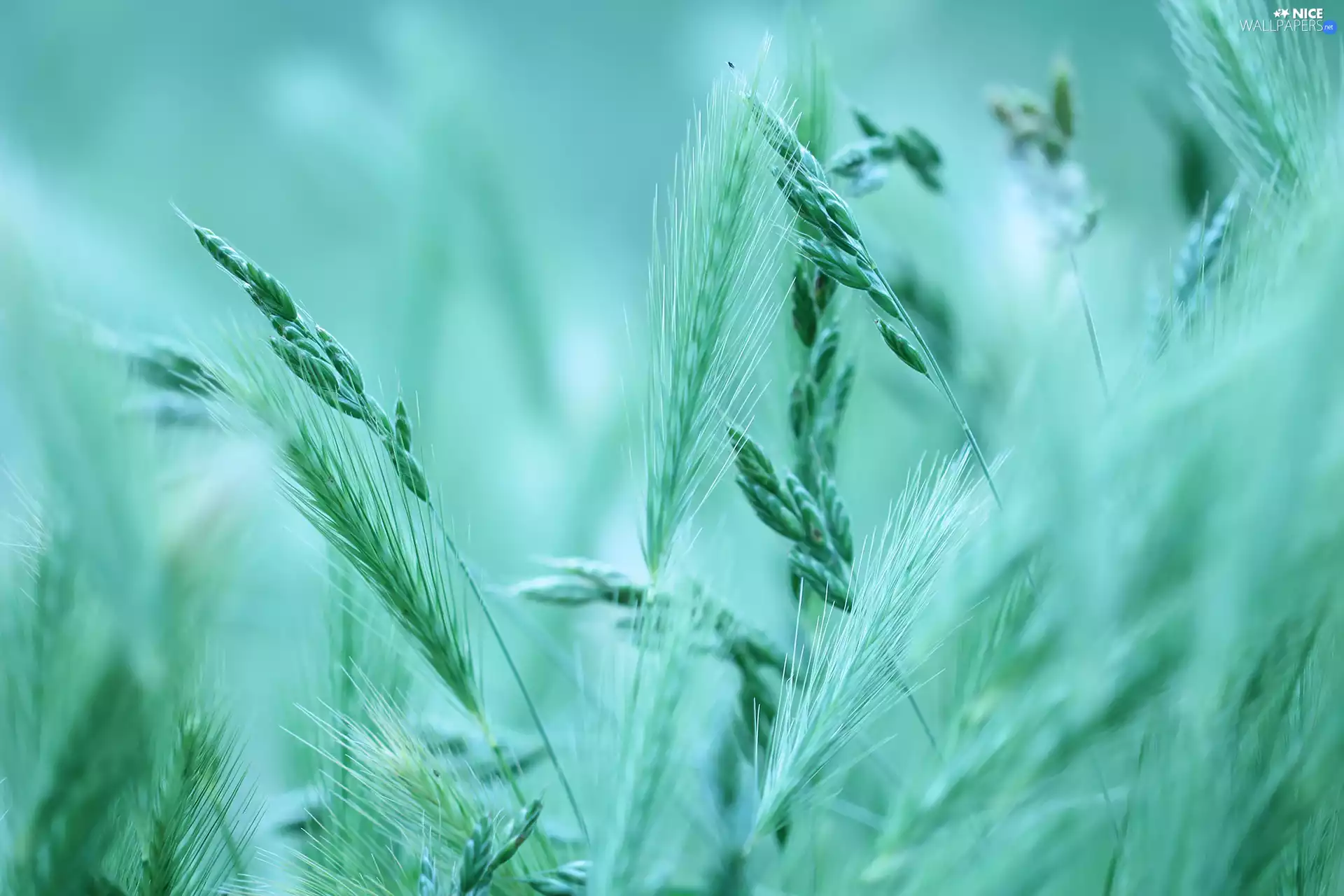 blades, grass, green ones