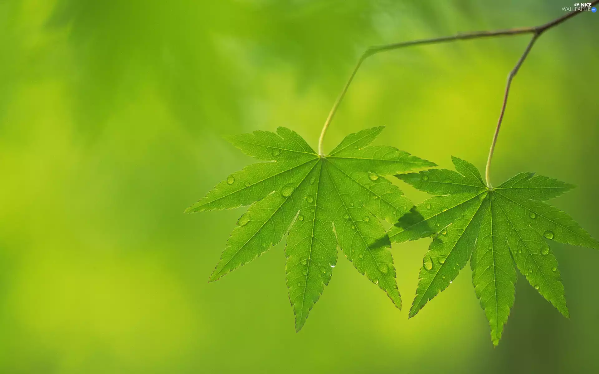 green ones, drops, water, leaves