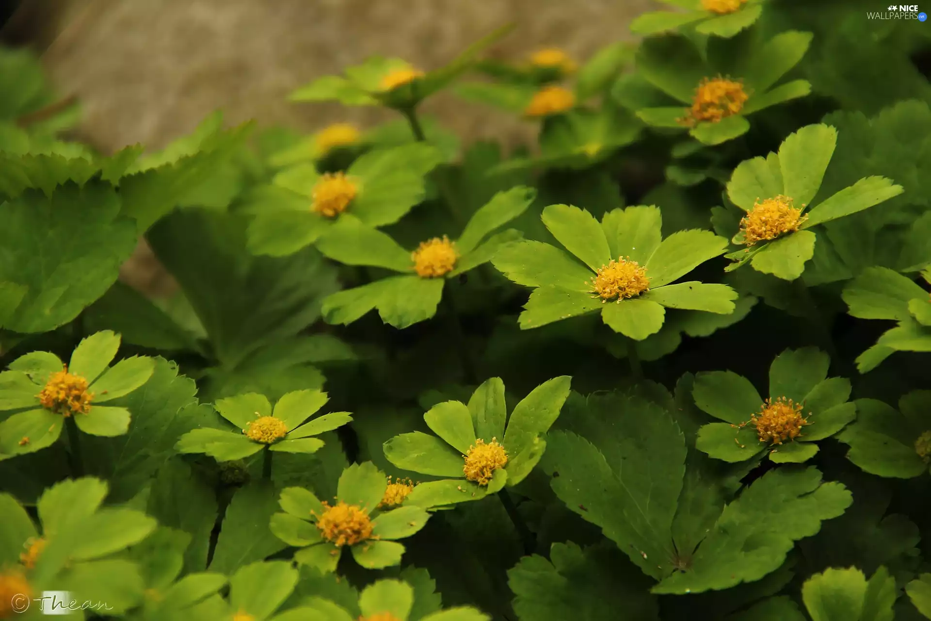 flakes, Flowers, green ones