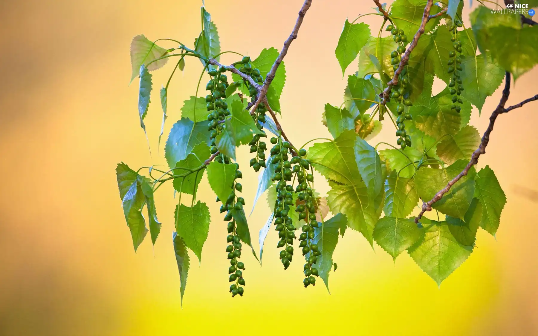 leaves, green ones