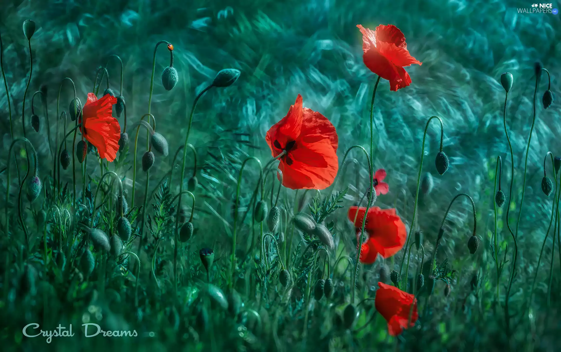 papavers, Red, green ones, background, Buds, developed