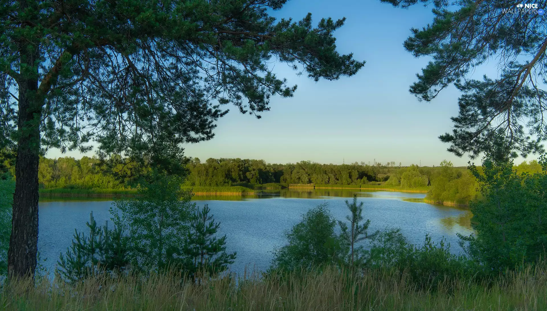viewes, grass, green ones, trees, lake