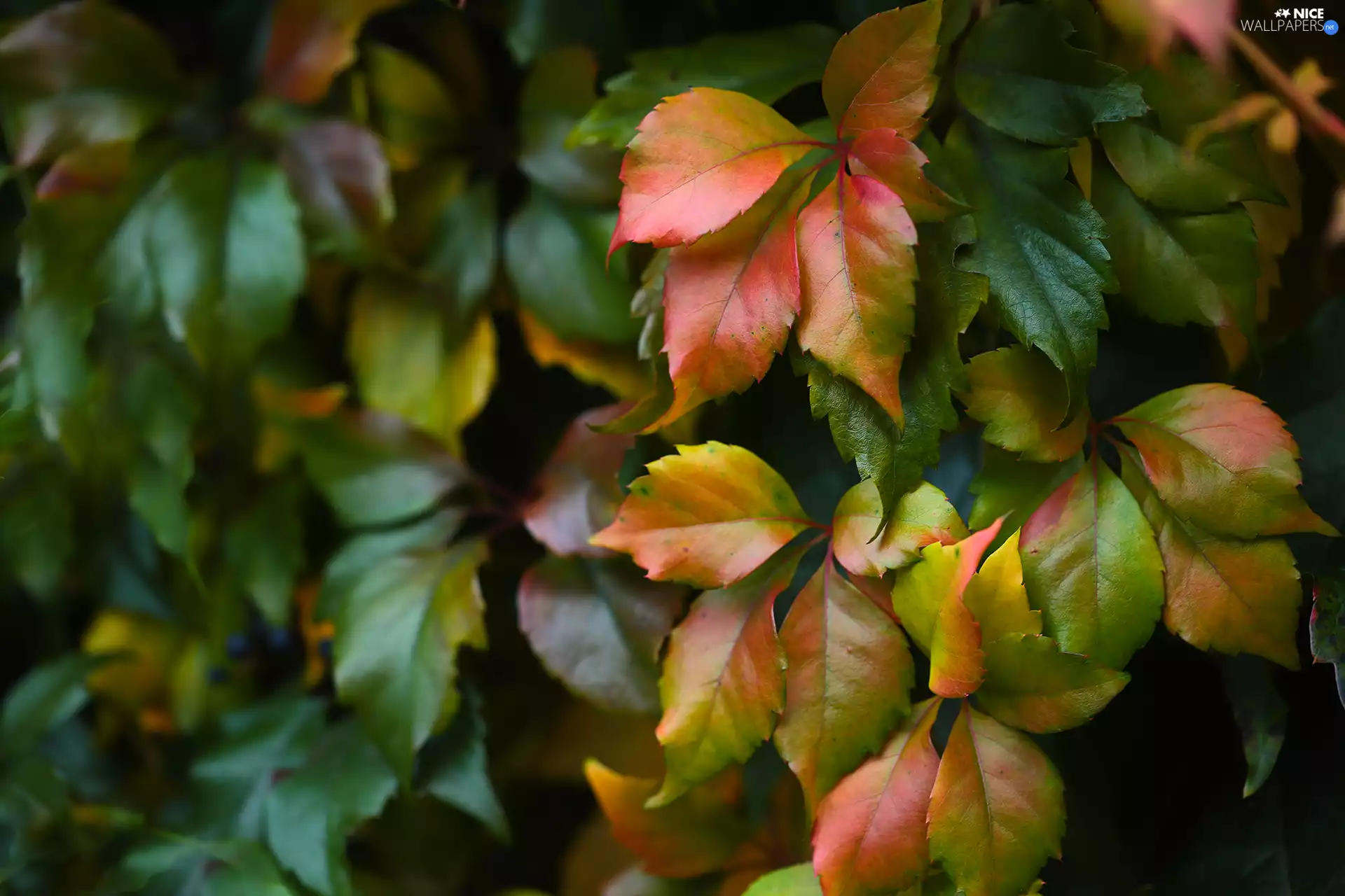 Leaf, color, green ones