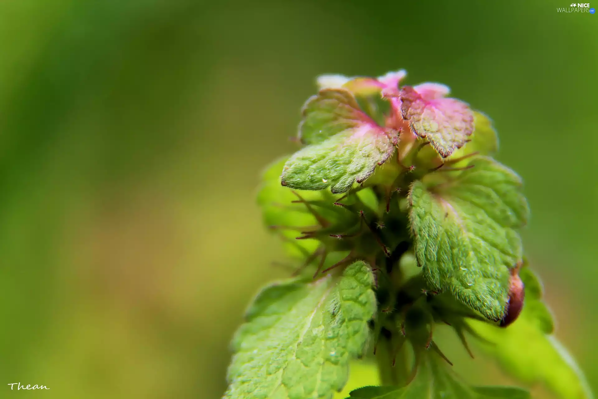 leaves, nettle, green ones