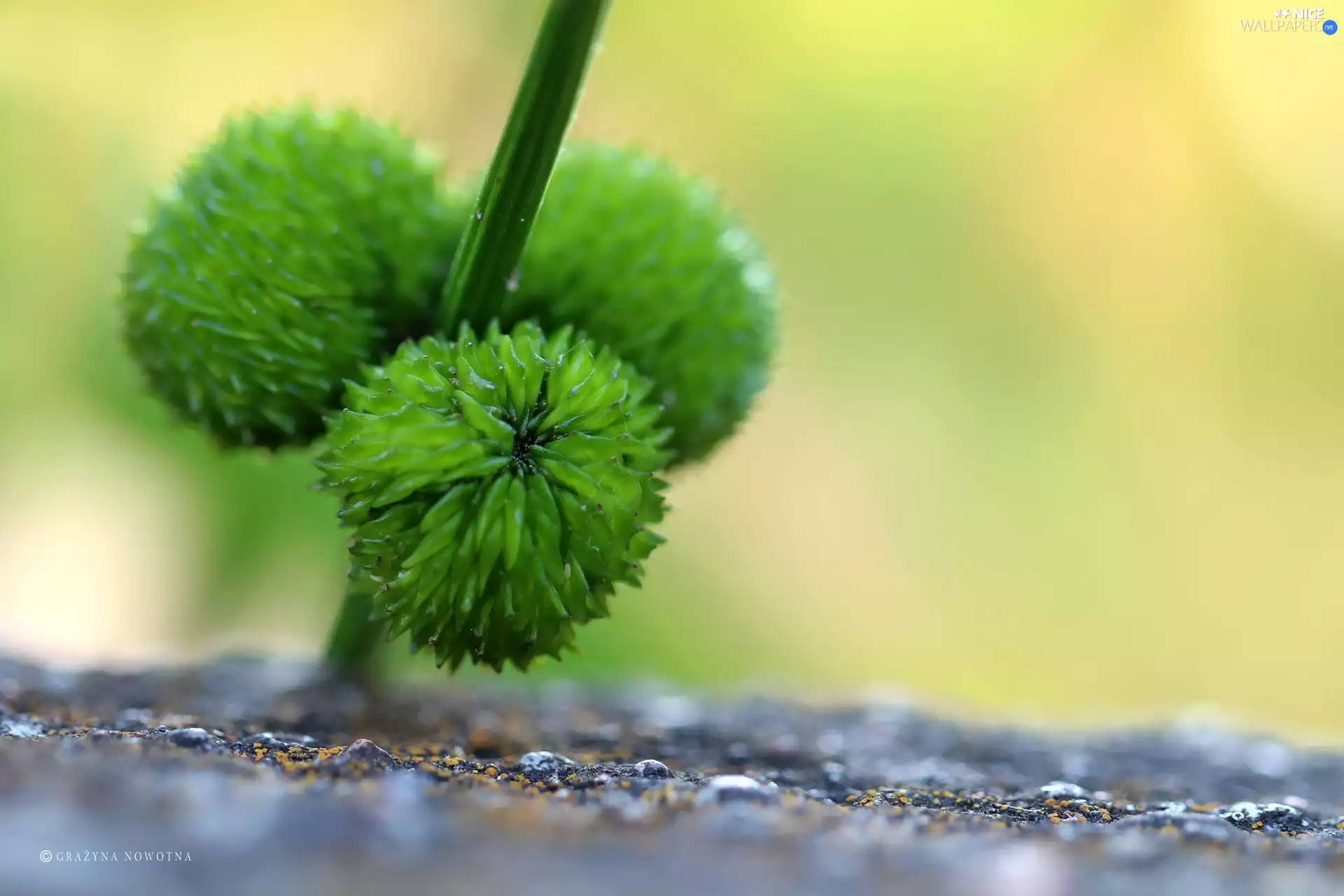 Orbs, Plants, green ones