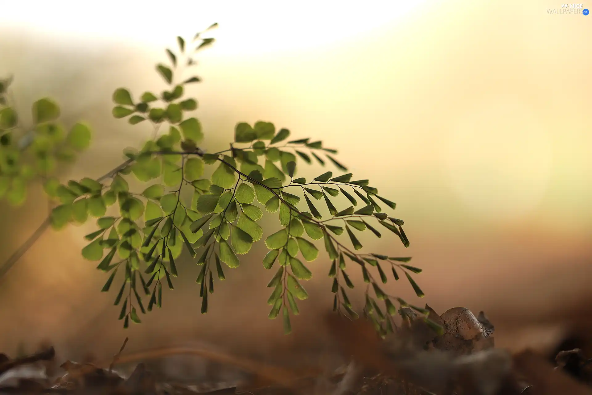 green ones, plant, twig, Leaf