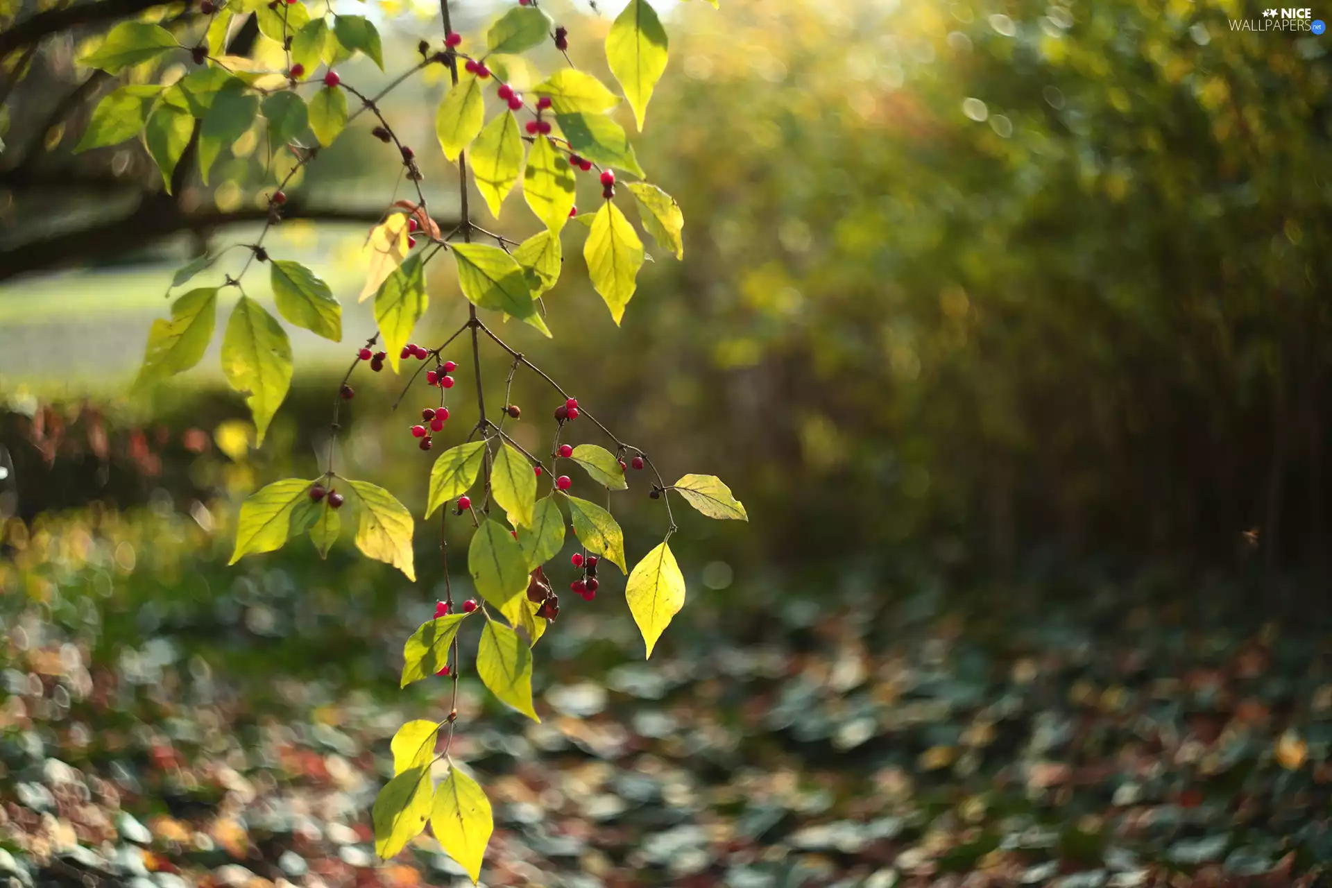 Red, Fruits, green ones, Leaf, twig
