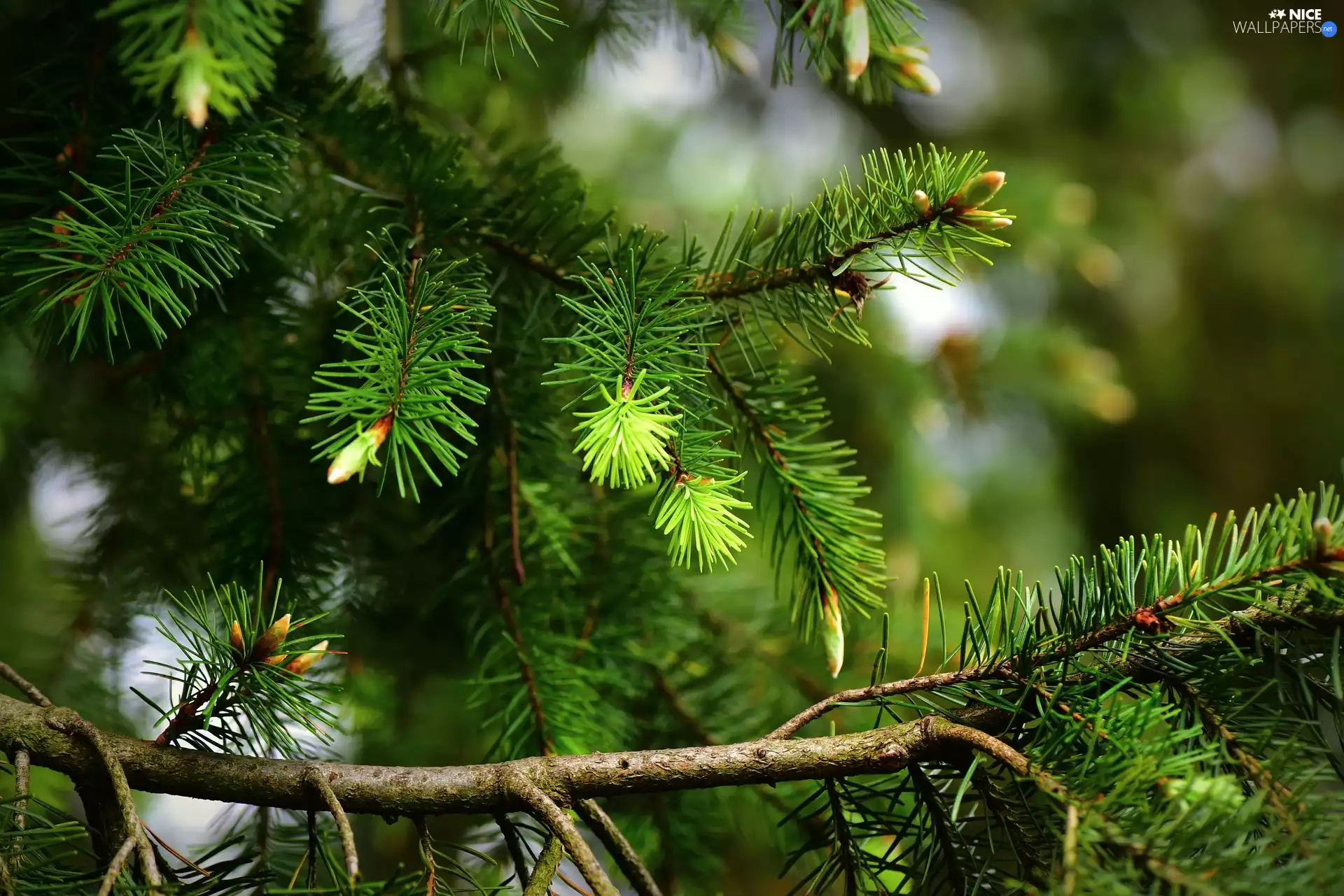 Twigs, pine, green ones