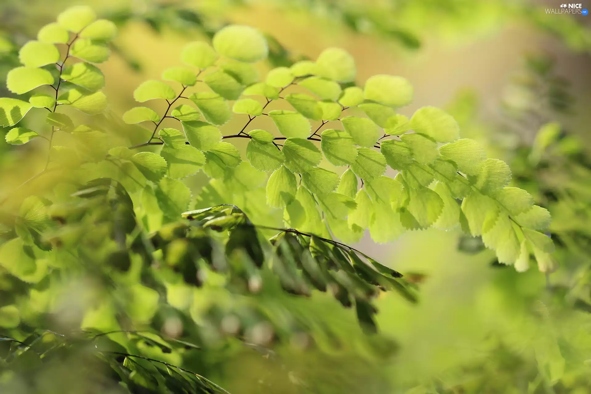 green ones, Twigs, Close, Leaf