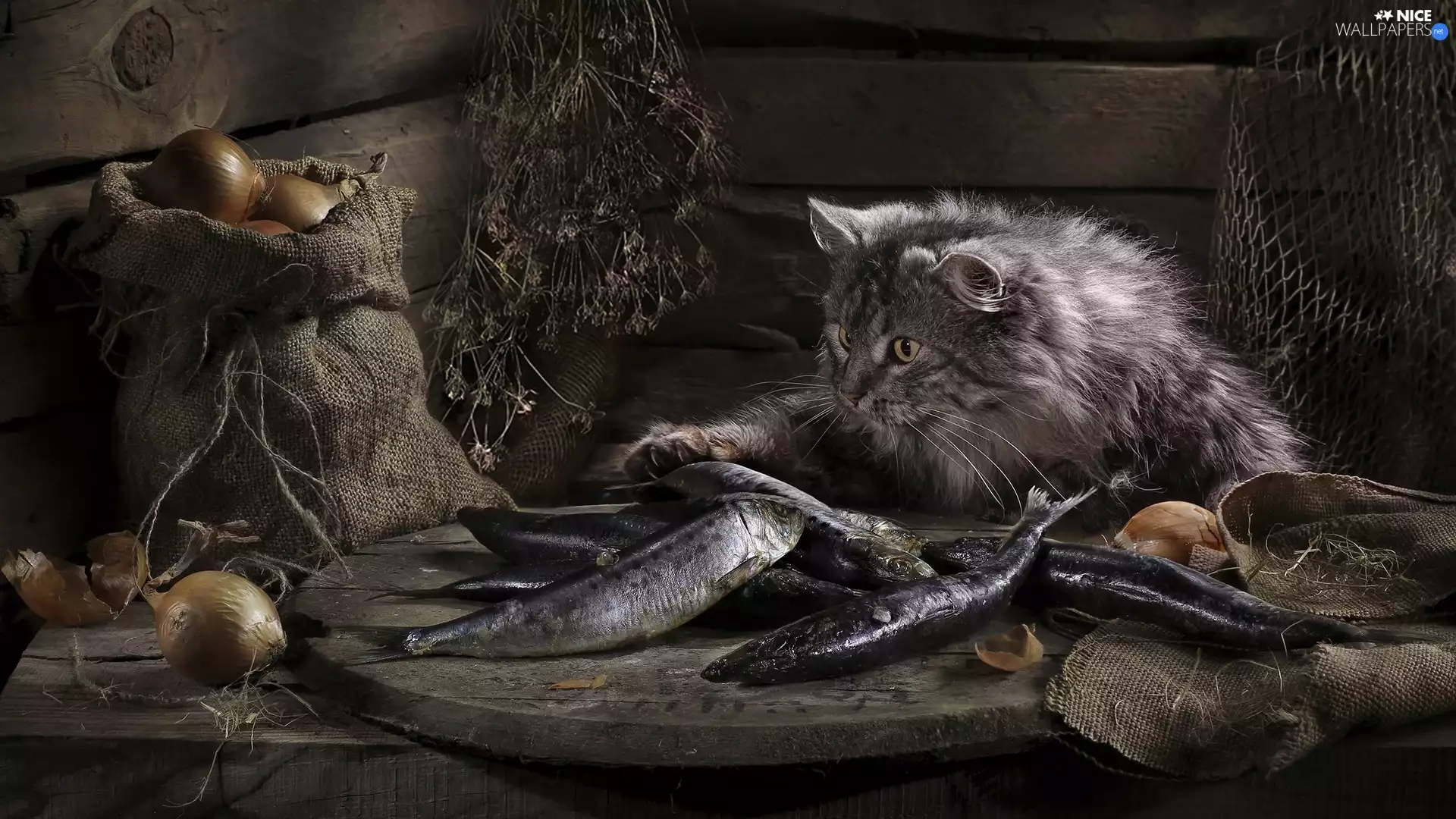 onion, cat, fish