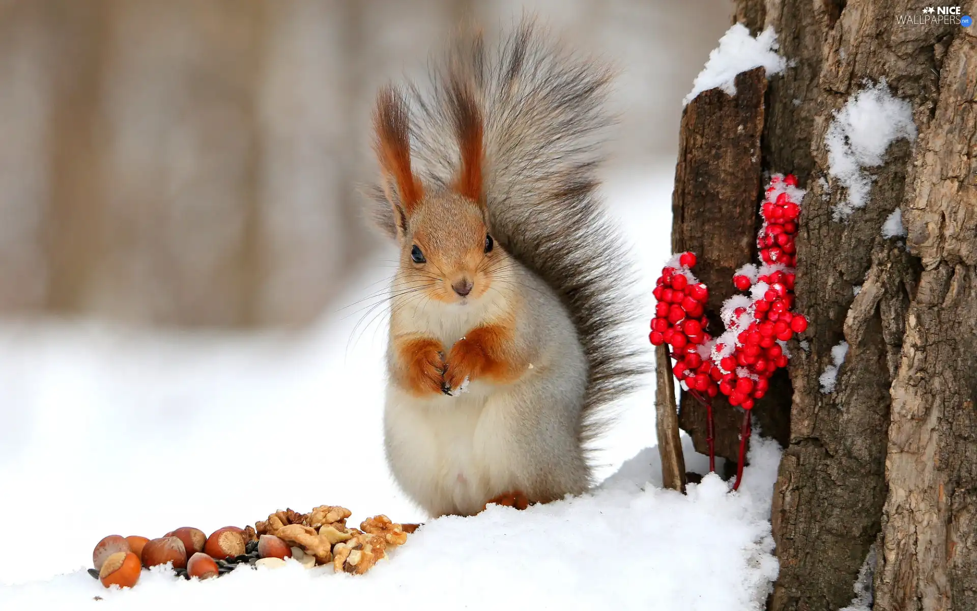 trees, squirrel, nuts, snow, winter, trunk, Viburnum Opulus