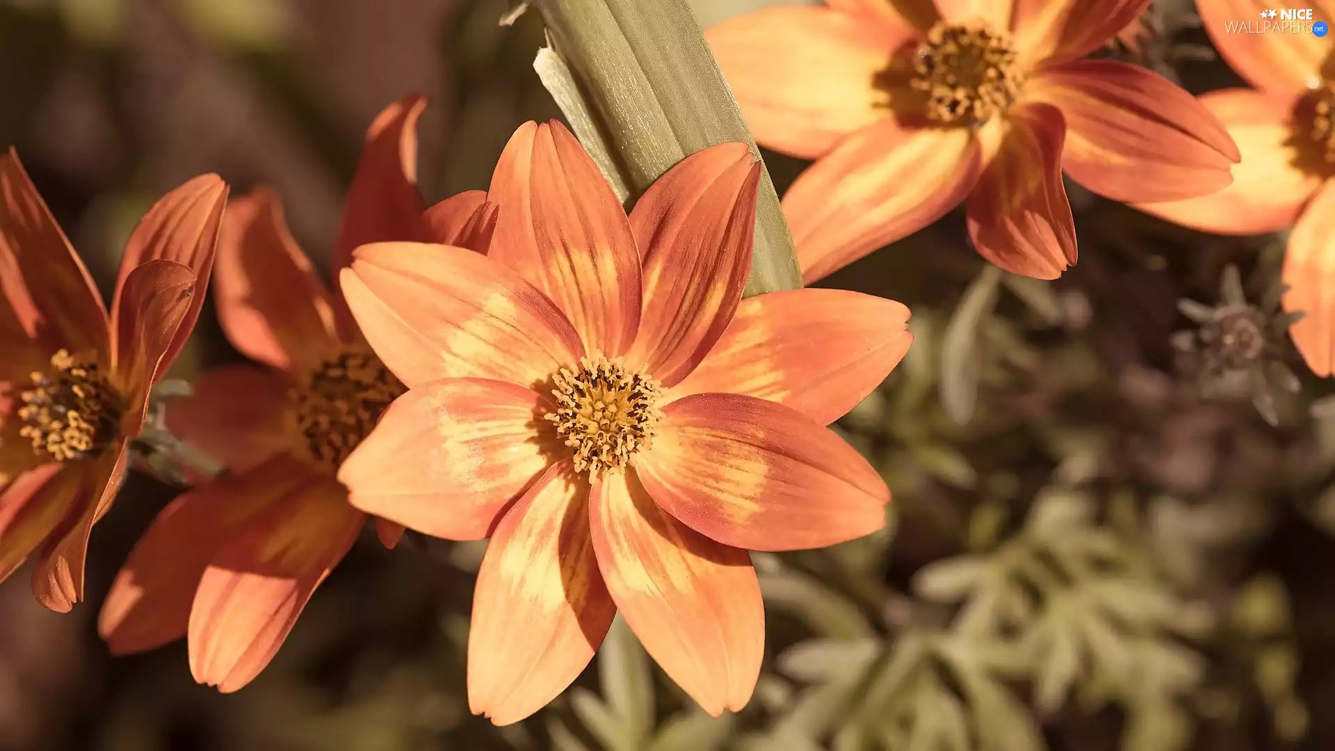 blurry background, Flowers, Orange