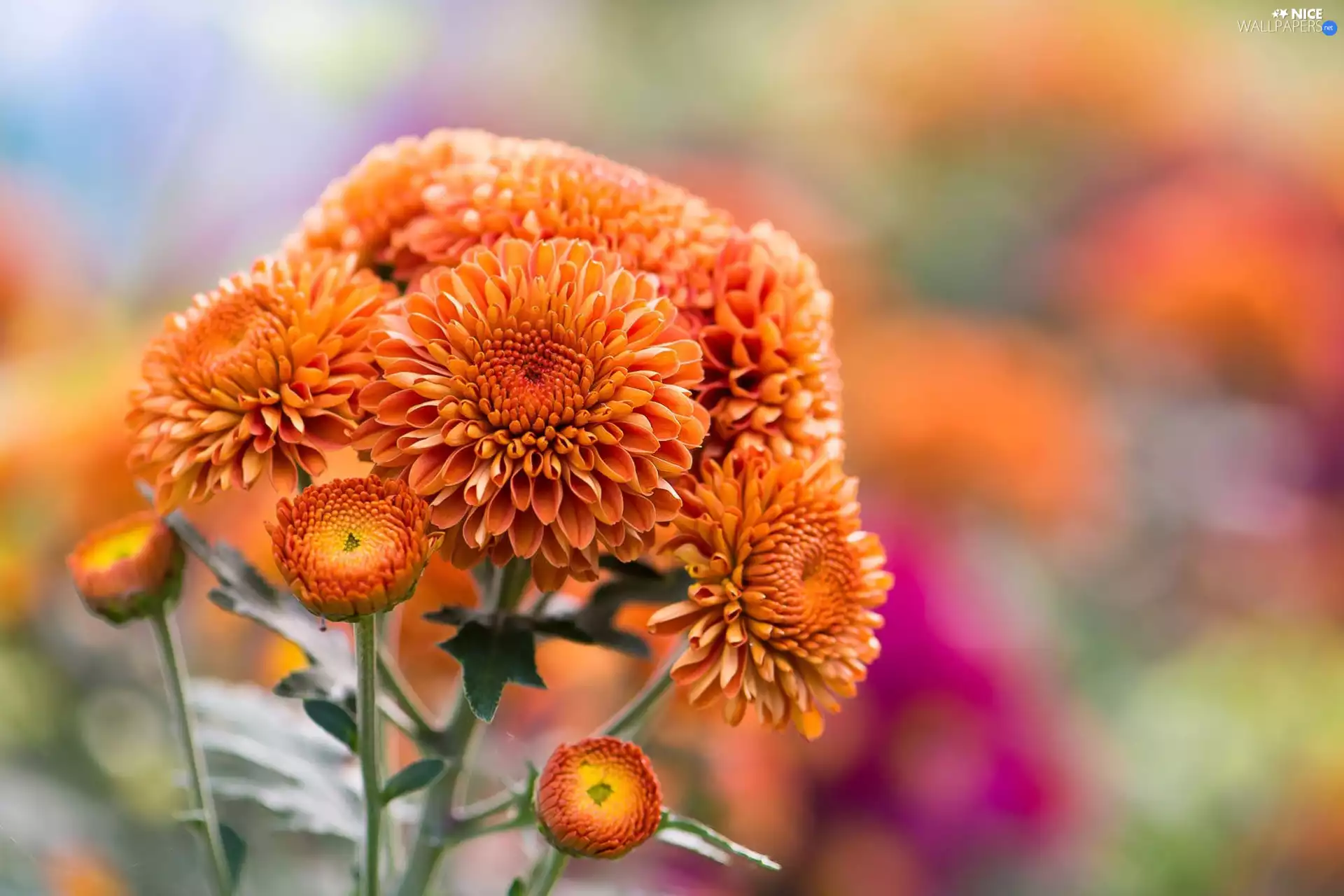 Orange, Chrysanthemums