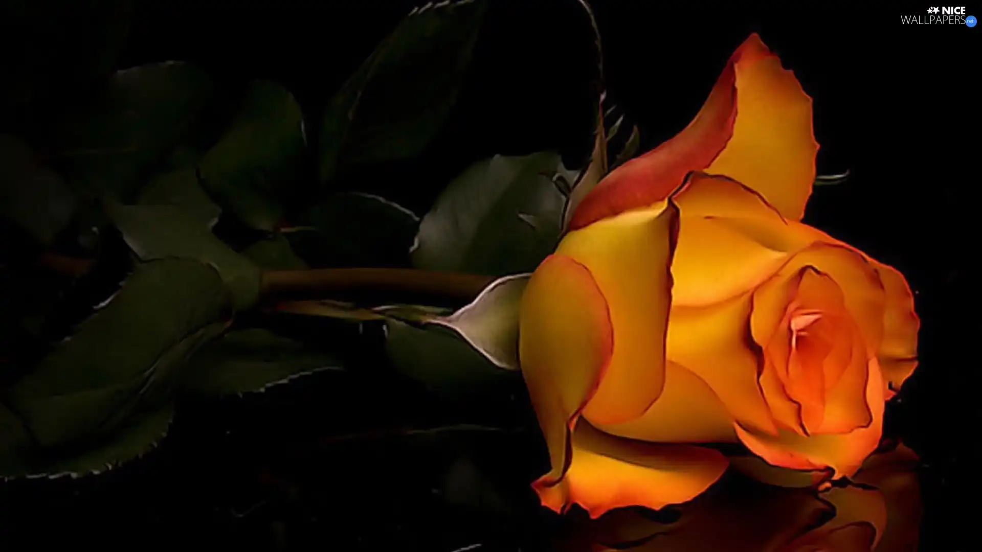 rose, Colourfull Flowers, Orange