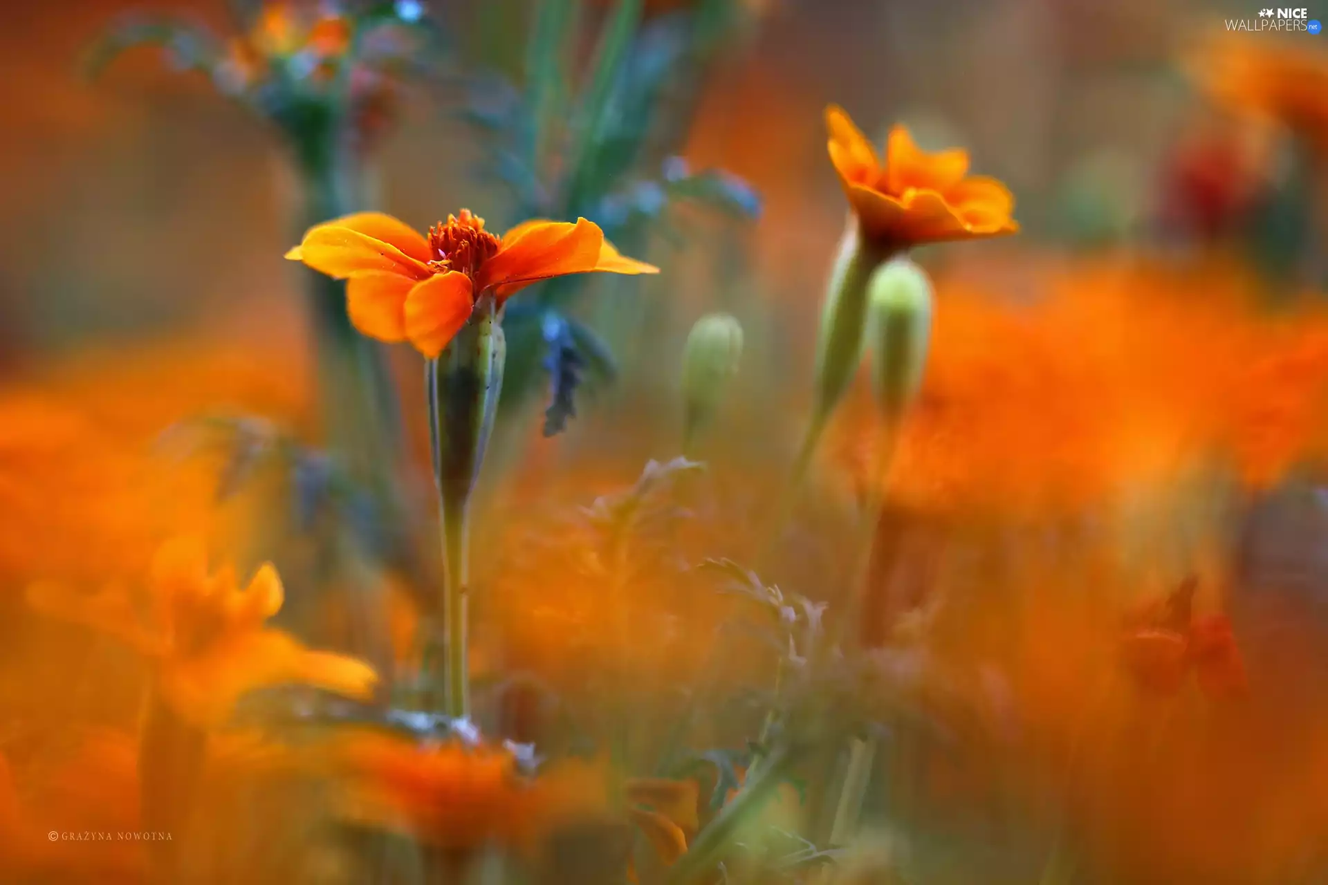 Colourfull Flowers, Tagetes, Orange