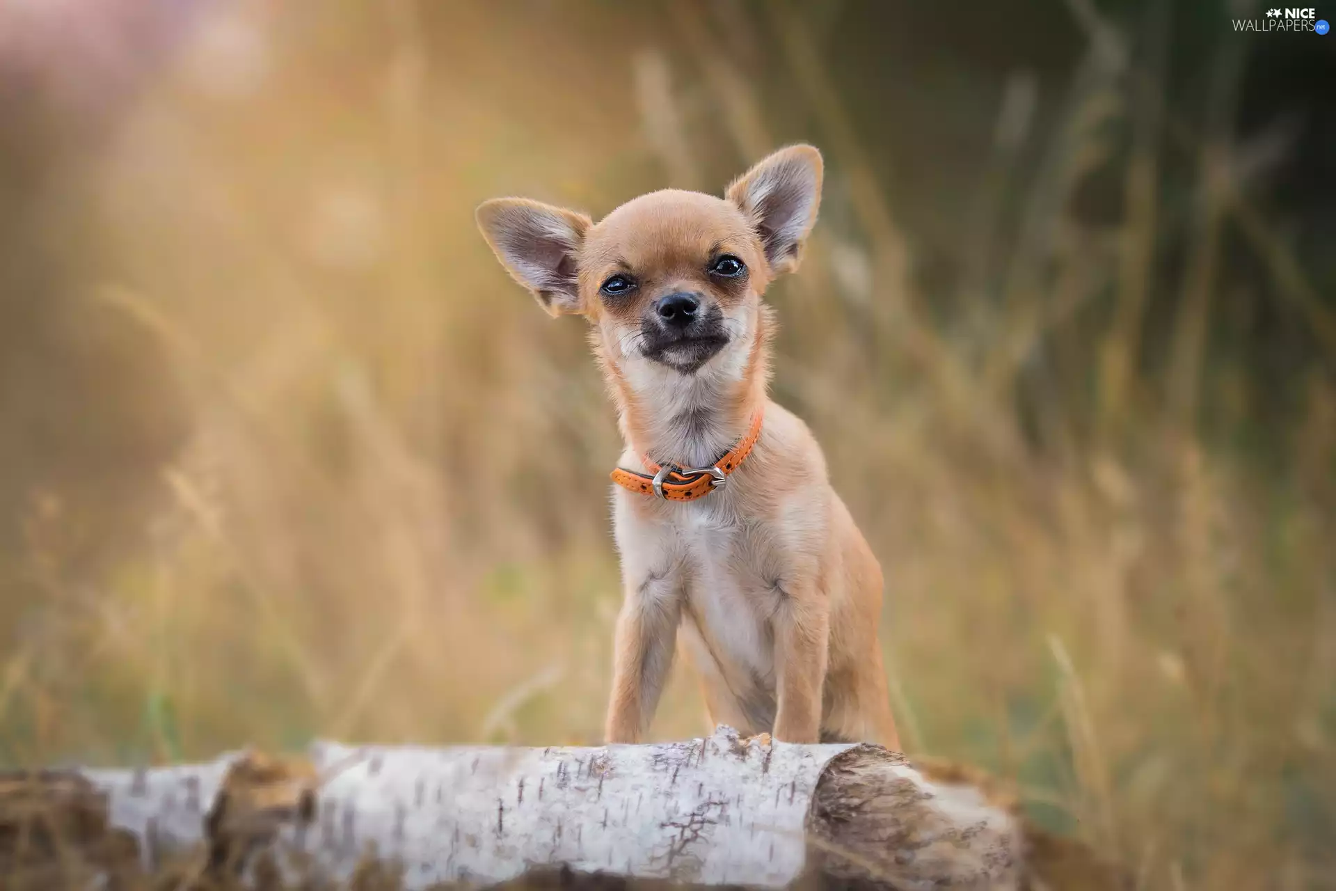 Chihuahua, Orange, dog-collar, doggy