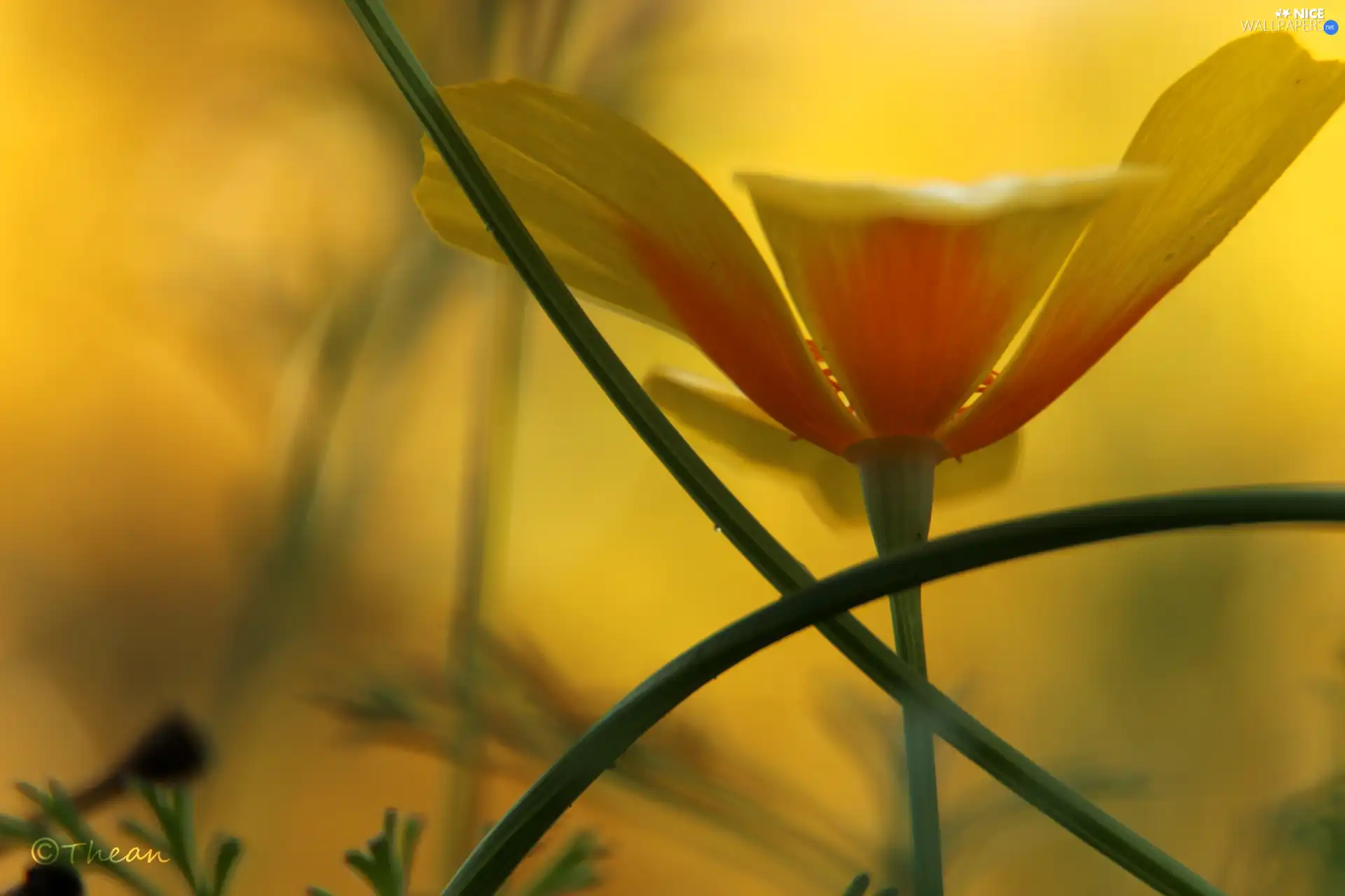 Colourfull Flowers, Yellow, Orange