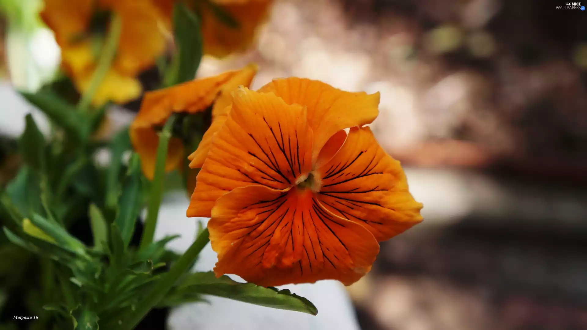 pansy, Colourfull Flowers, Orange