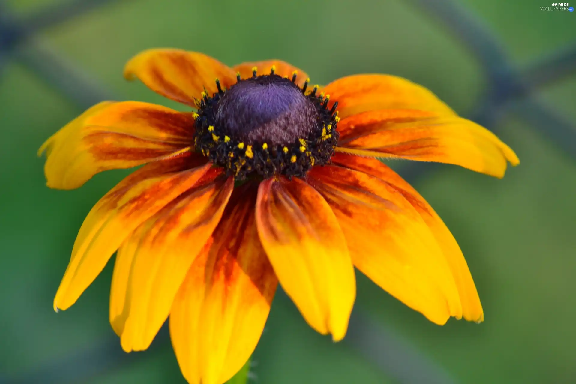 Rudbeckia, Orange