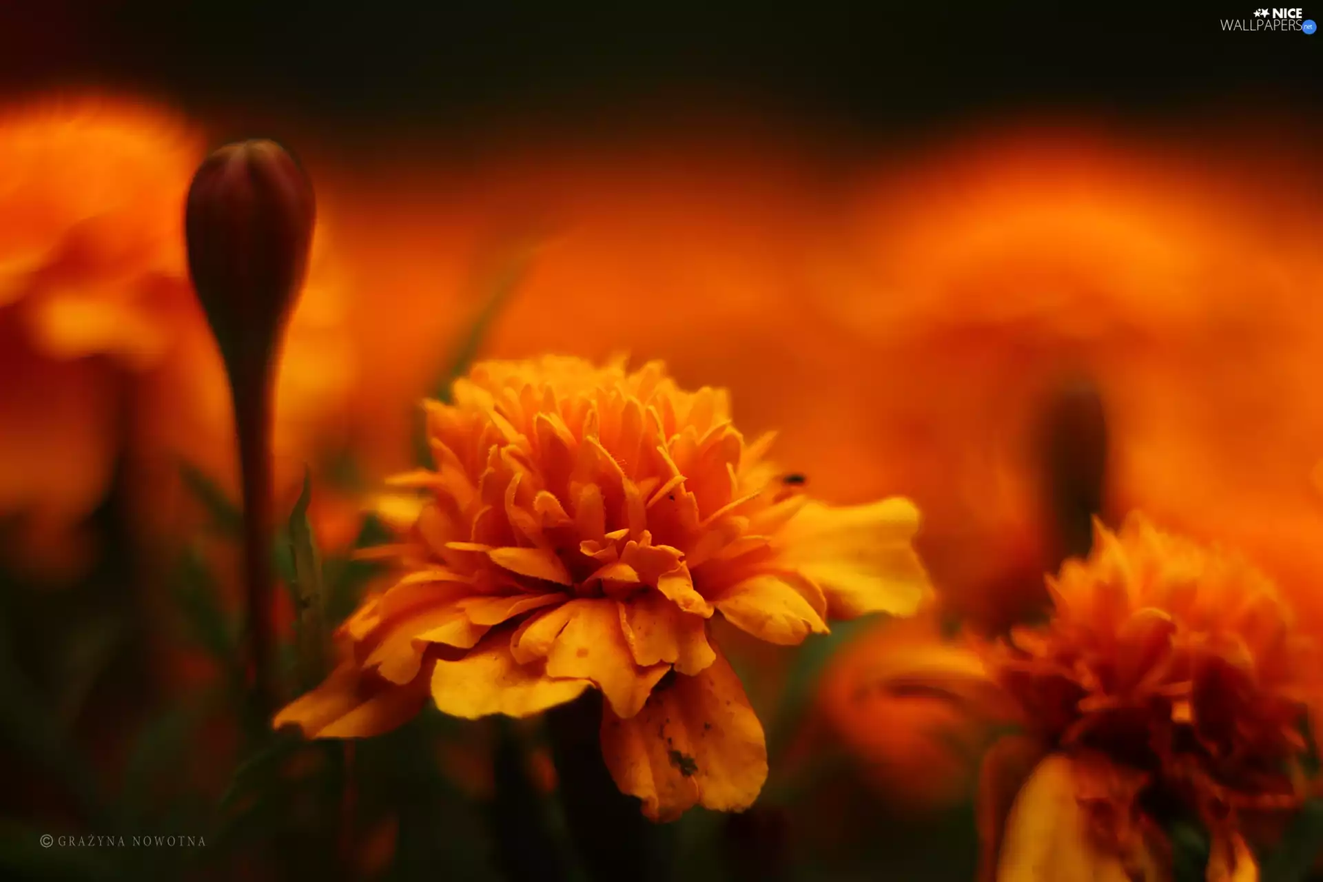 Orange, Tagetes, Turki