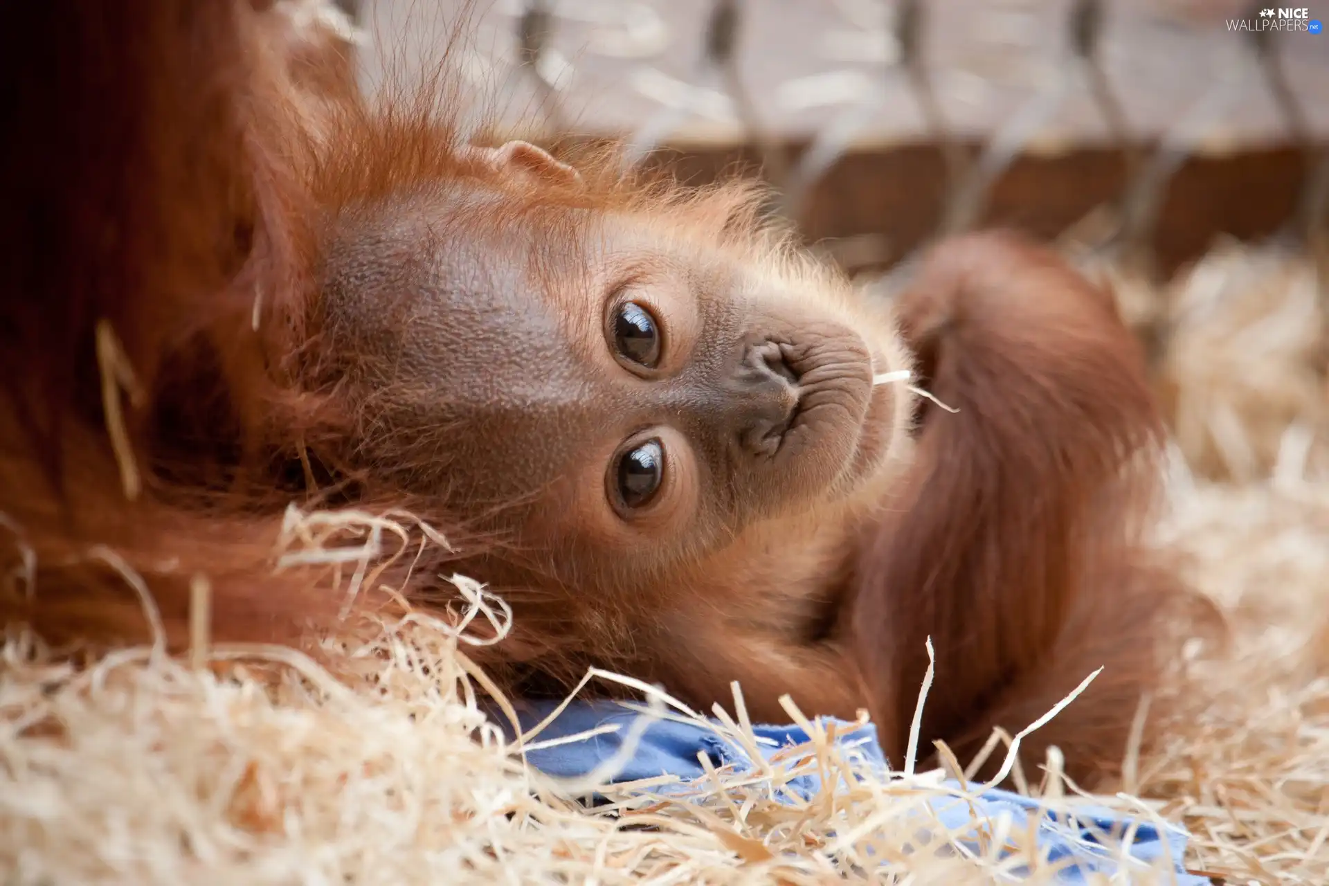 orangutan