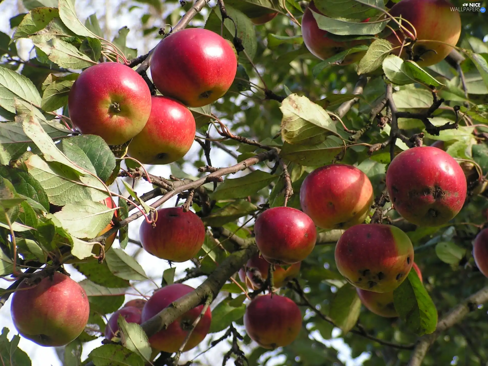 apples, orchard