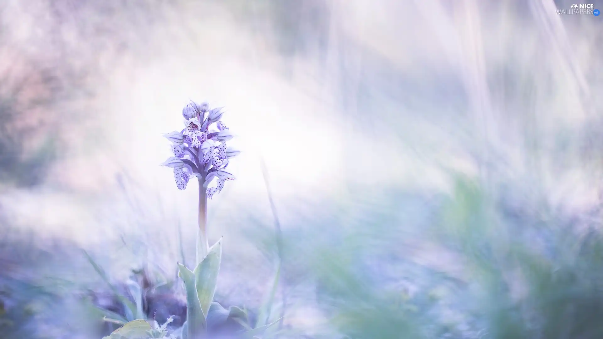 blur, Colourfull Flowers, orchid
