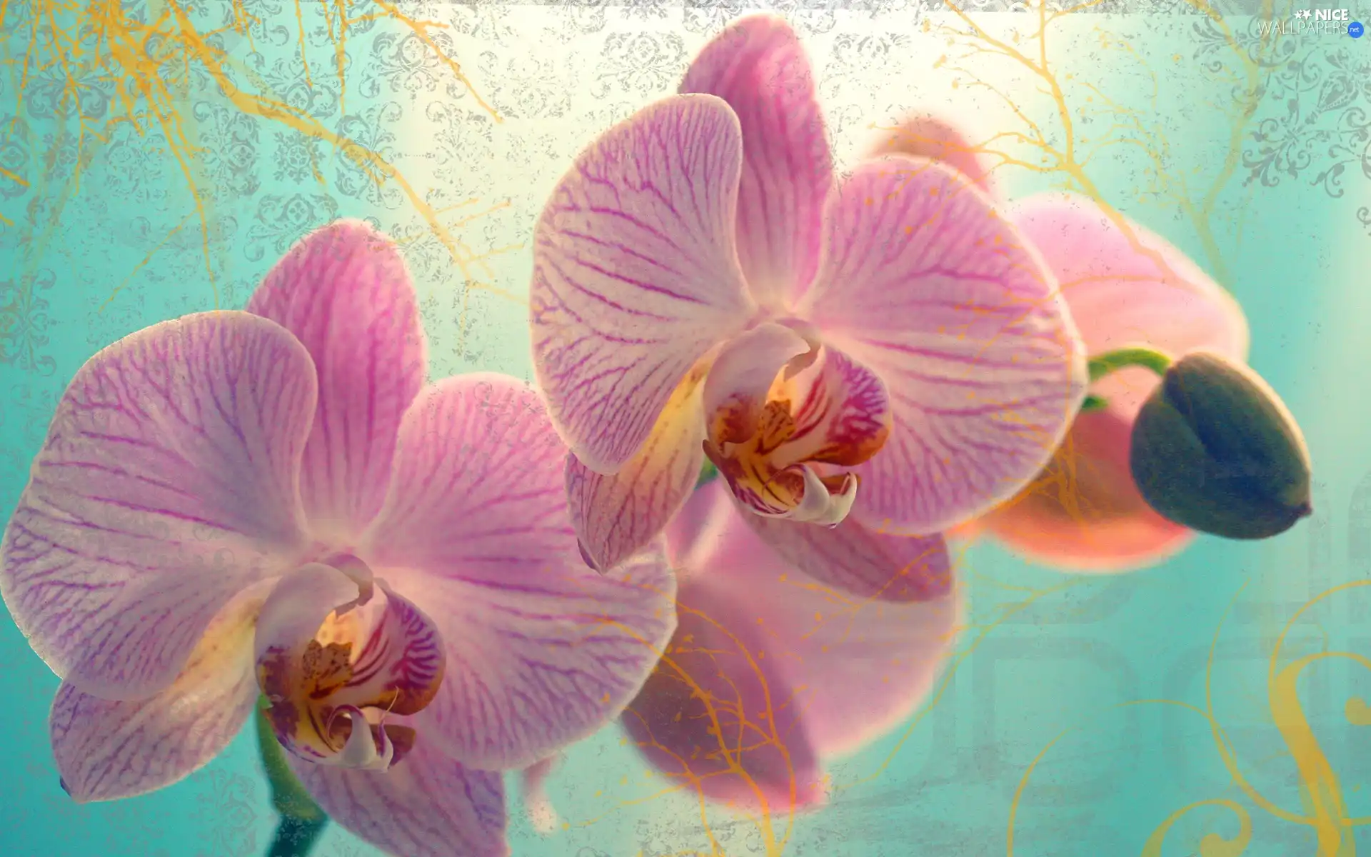 Pink, orchid