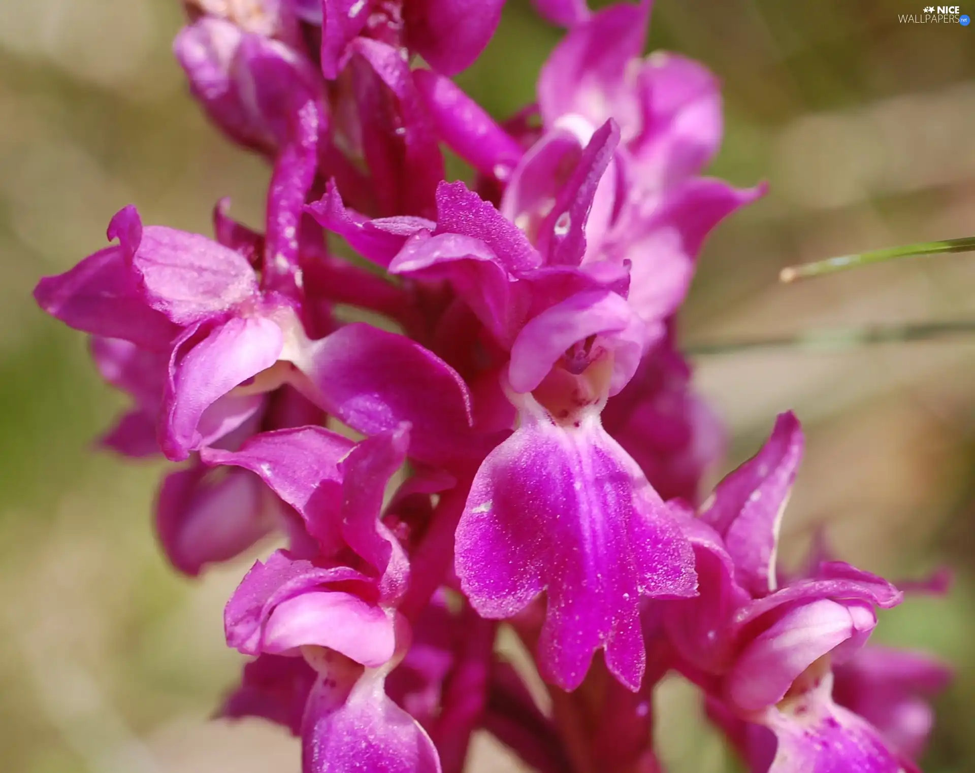 Pink, orchid