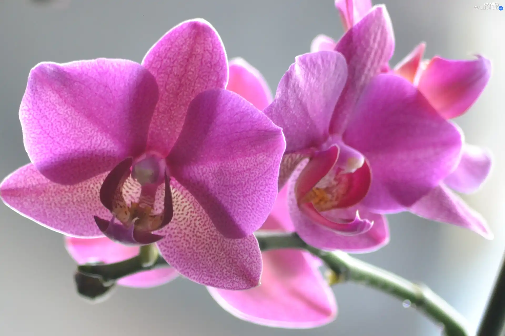 twig, orchid