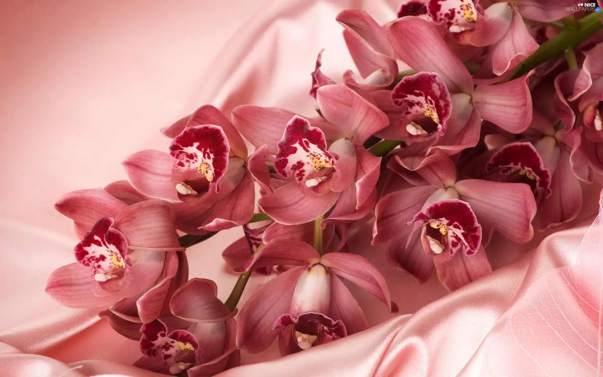 Orchidee, satin, Pink